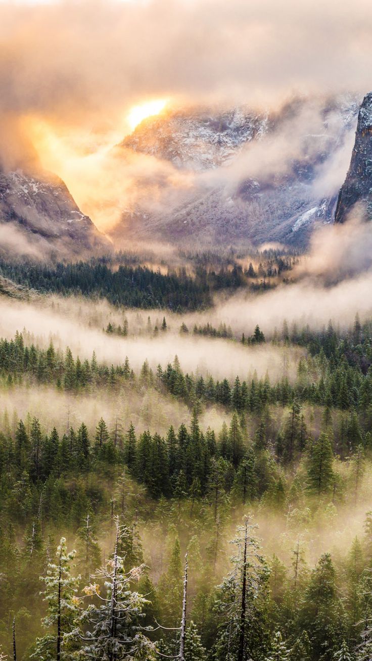 736x1308 Nature Foggy Forest Mountains Landscape iPhone 8 Wallpaper