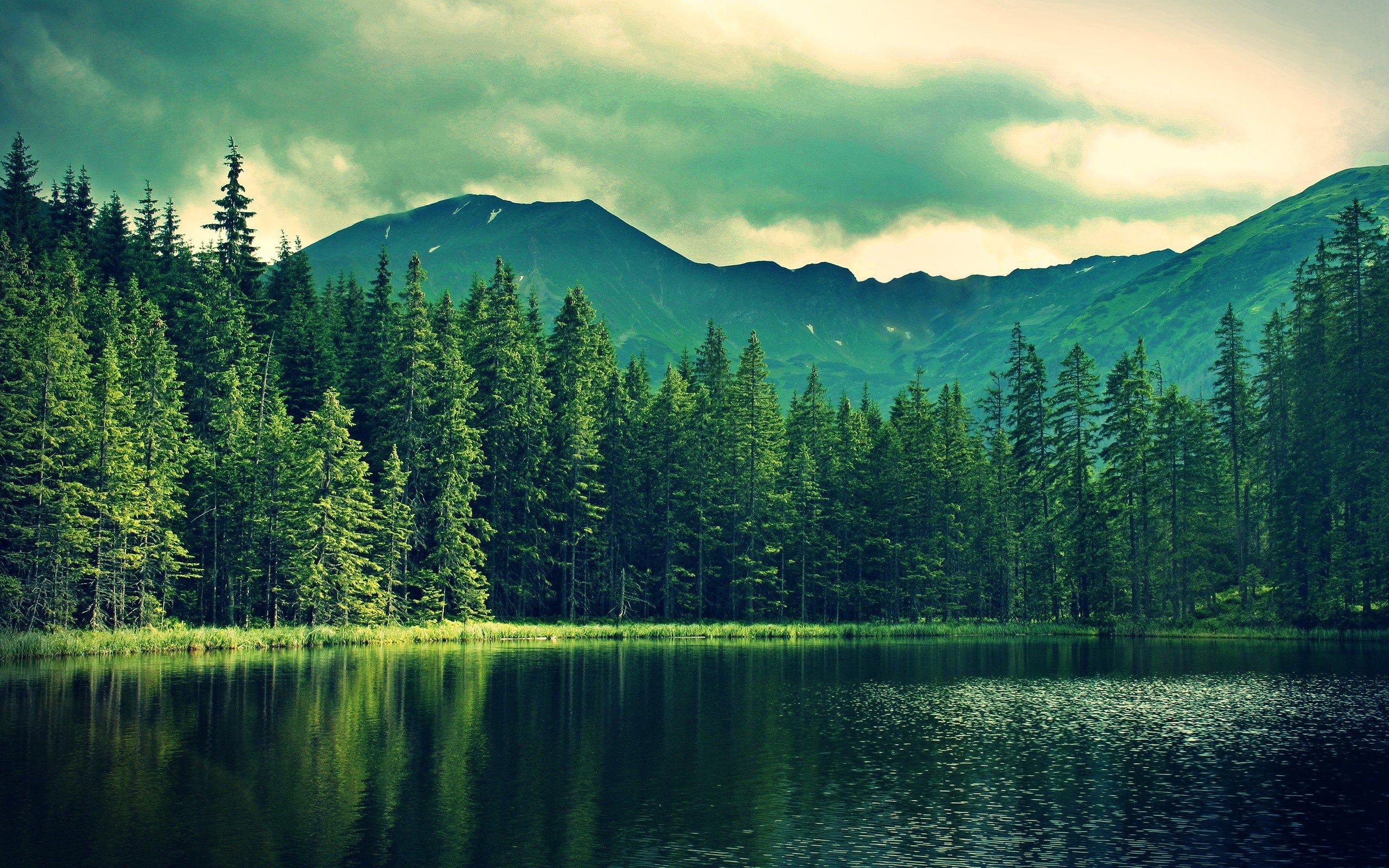 2560x1600 Wallpaper forest, mountains, lake, spruce for mobile and desktop, section пейзажи, resolution 2560x1600