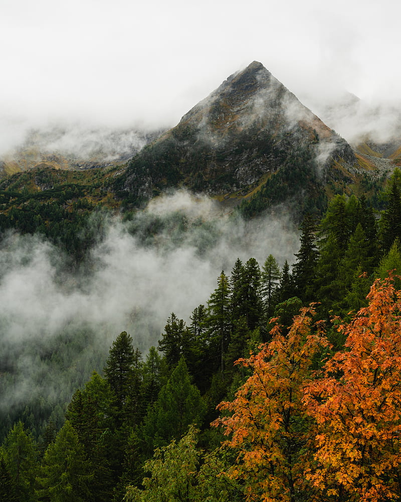 800x1000 Mountain, forest, trees, fog, autumn, aerial view, HD phone wallpaper
