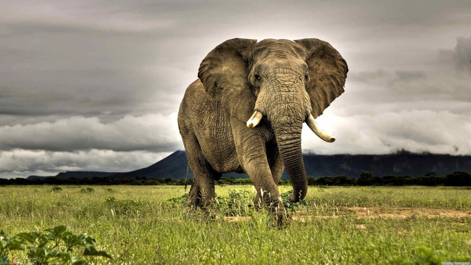 1920x1080 Wildlife Desktop Background
