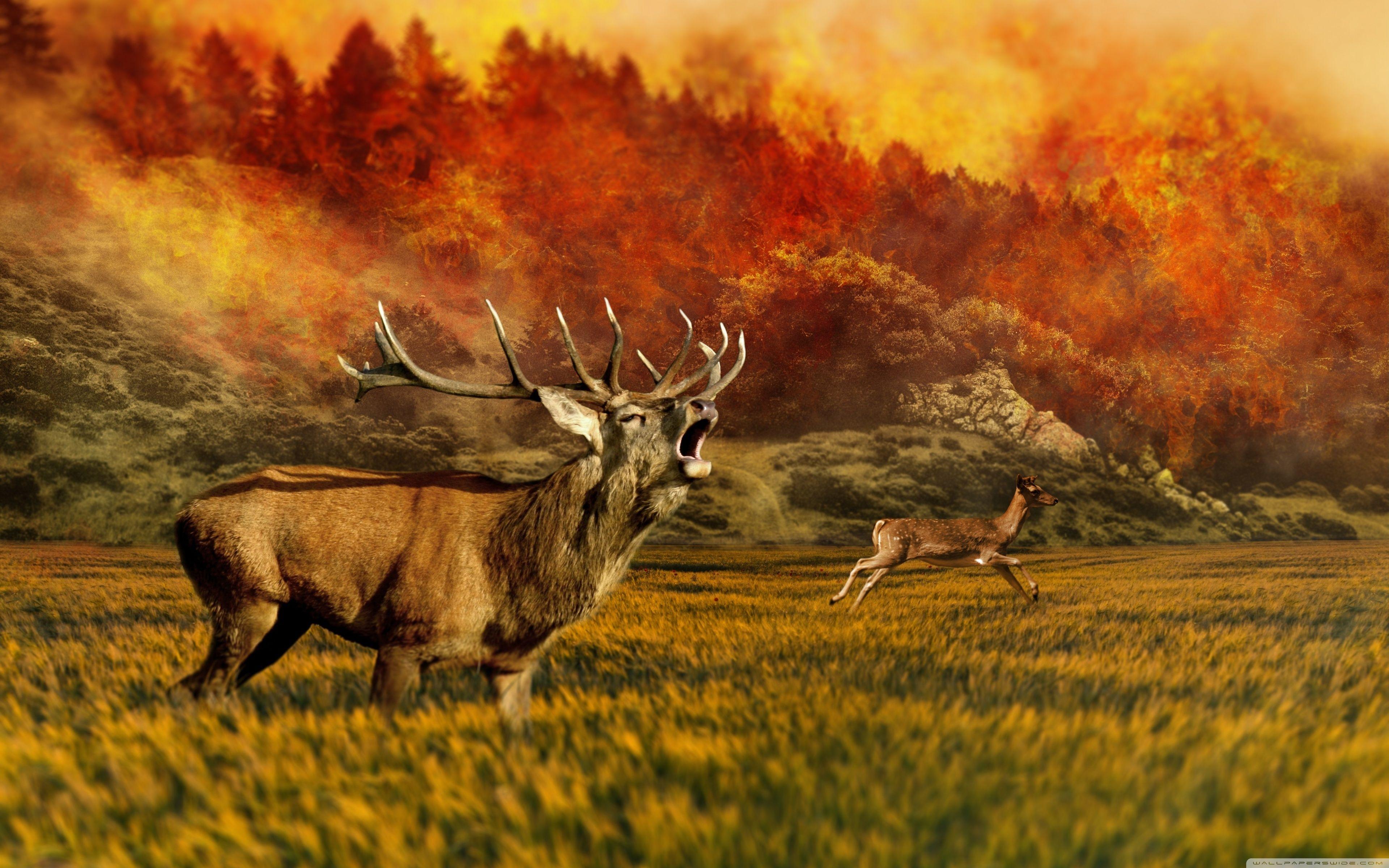3840x2400 Free download 50 Hunter Wildlife Wallpaper Download [3840x2400] for your Desktop, Mobile & Tablet. Explore Wildlife Wallpaper Desktop. Wildlife Wallpaper for Computer Screen, Free Wildlife Wallpaper for