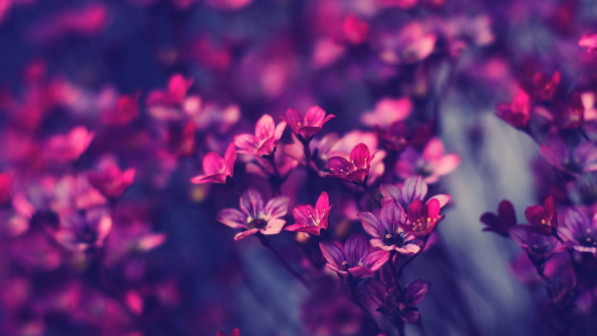 1920x1080 Purple flowers, flowers, red, dark HD wallpaper