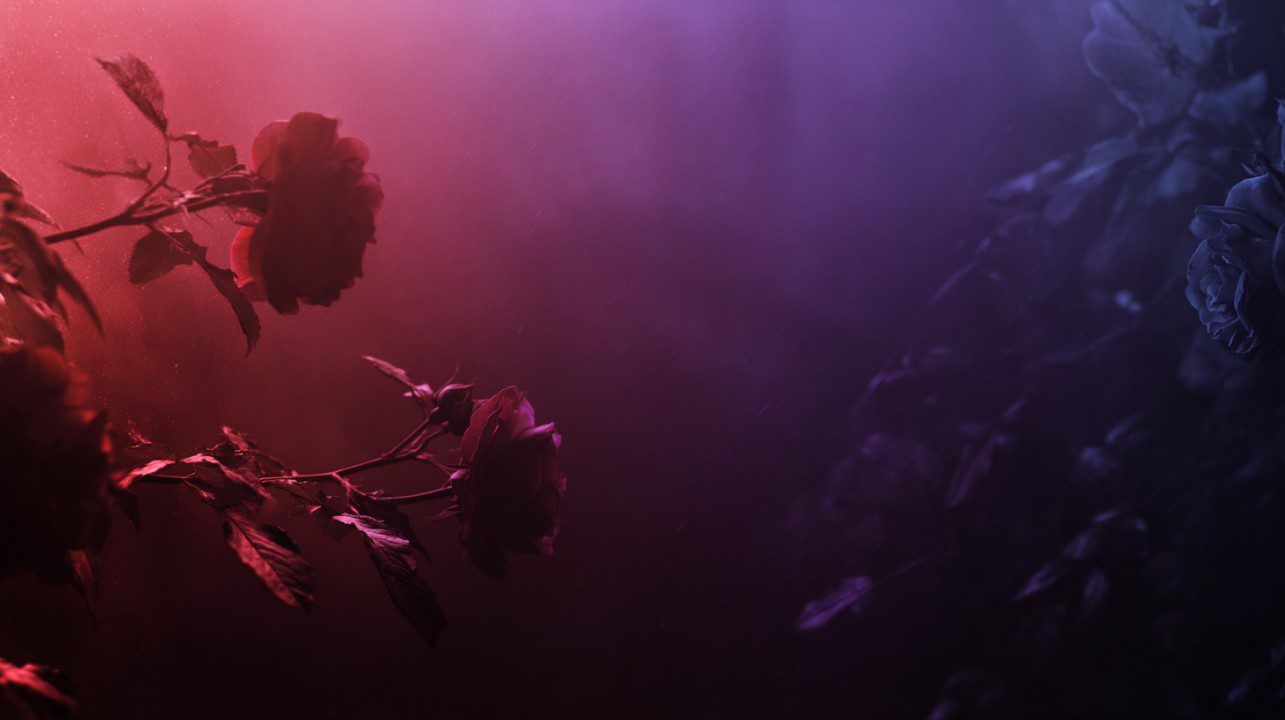 1285x720 Dark Textured Black Background with Subtle Red and Purple Roses