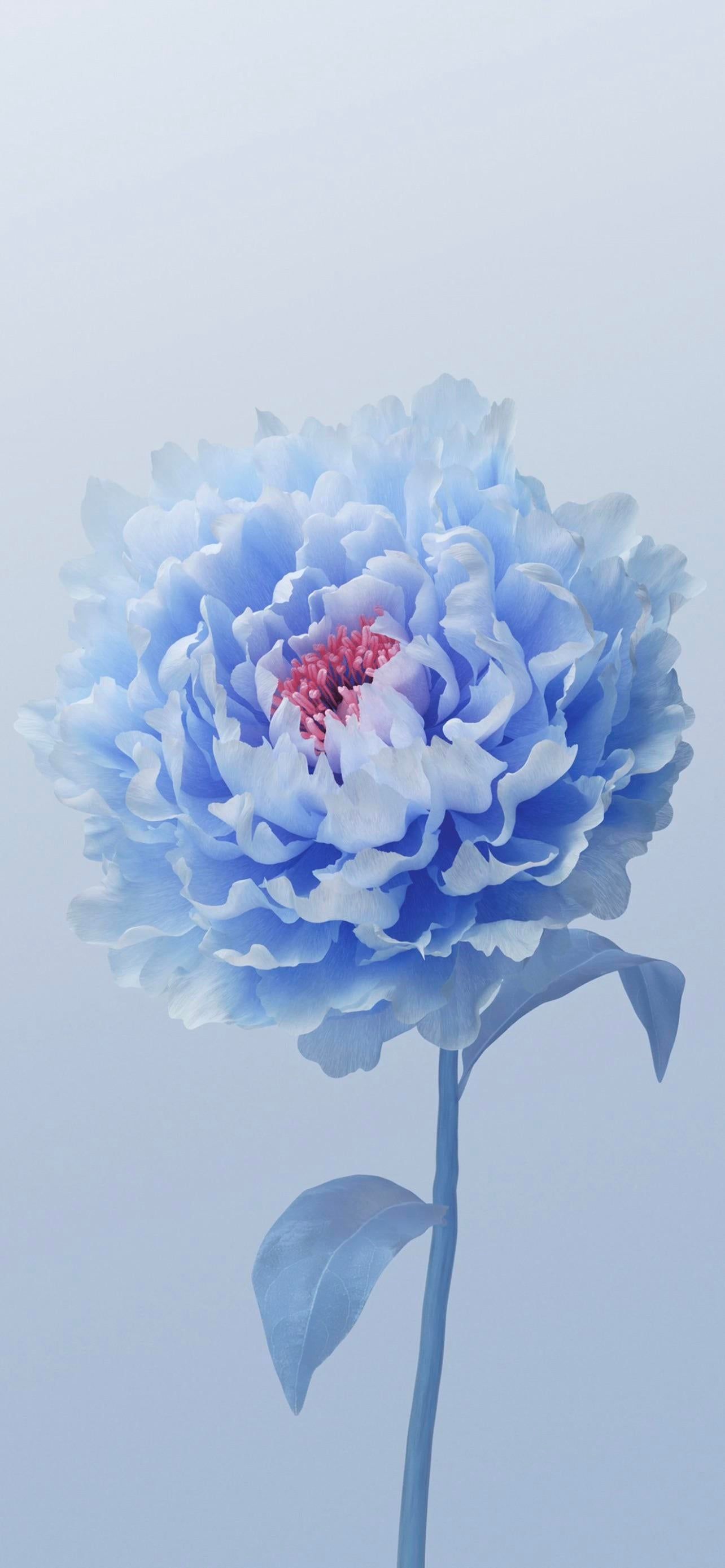 1284x2778 Mobile Vivo Wallpaper Free High Quality Background