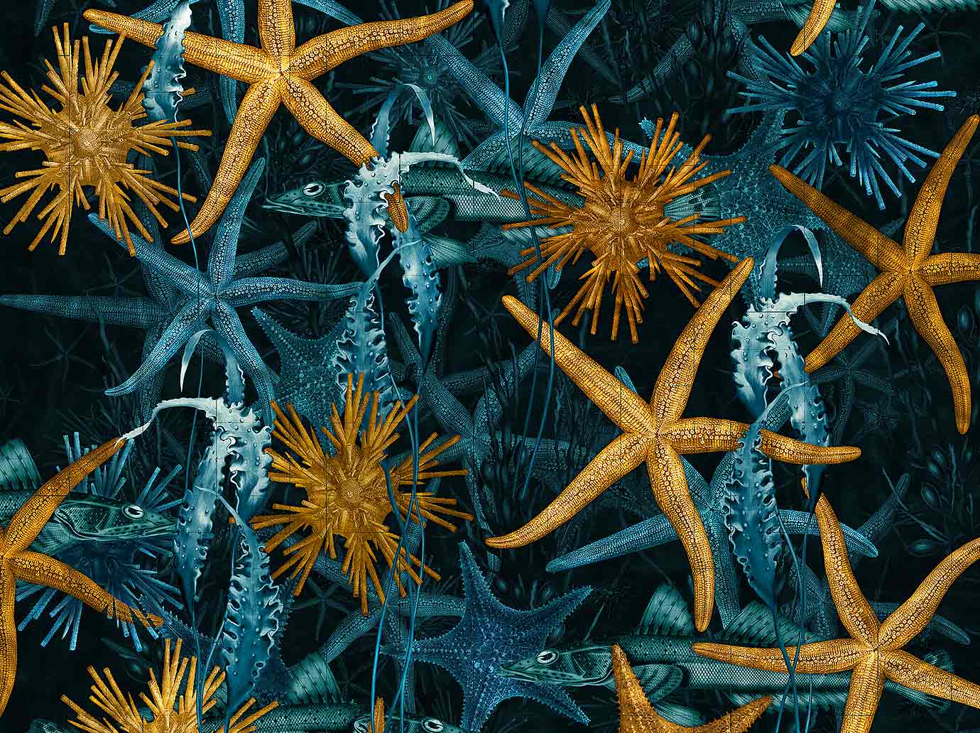 1380x1032 Sea Stars