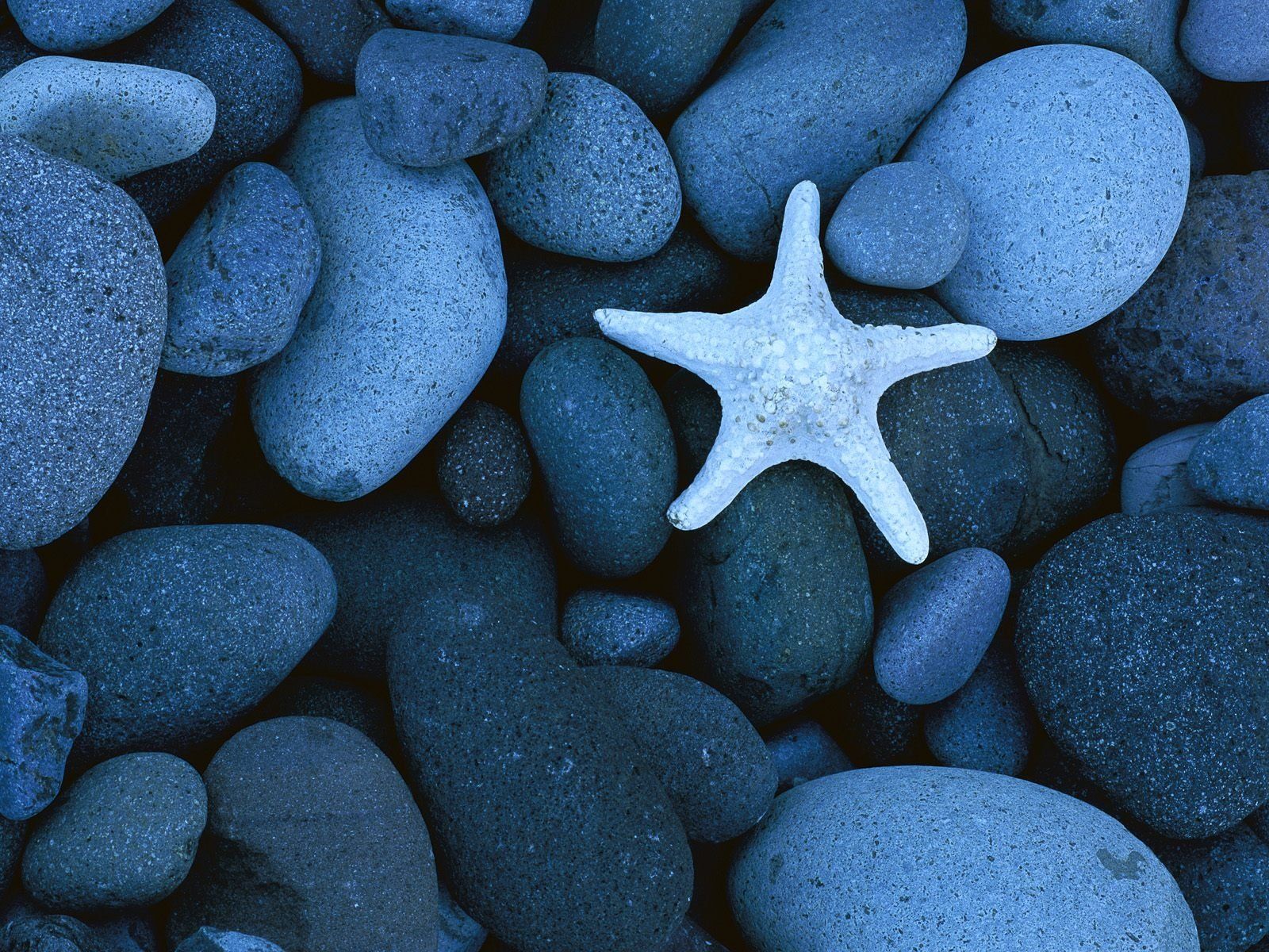 1600x1200 starfish, Stone, Beauty, Nature, Cute, Animal, Blue Wallpaper HD / Desktop and Mobile Background