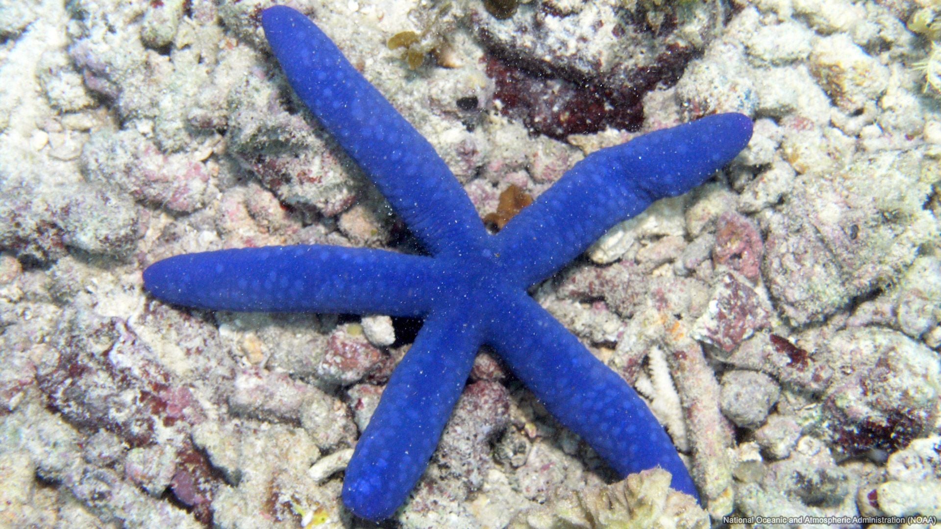 1920x1080 Blue Starfish Sea Wallpaper
