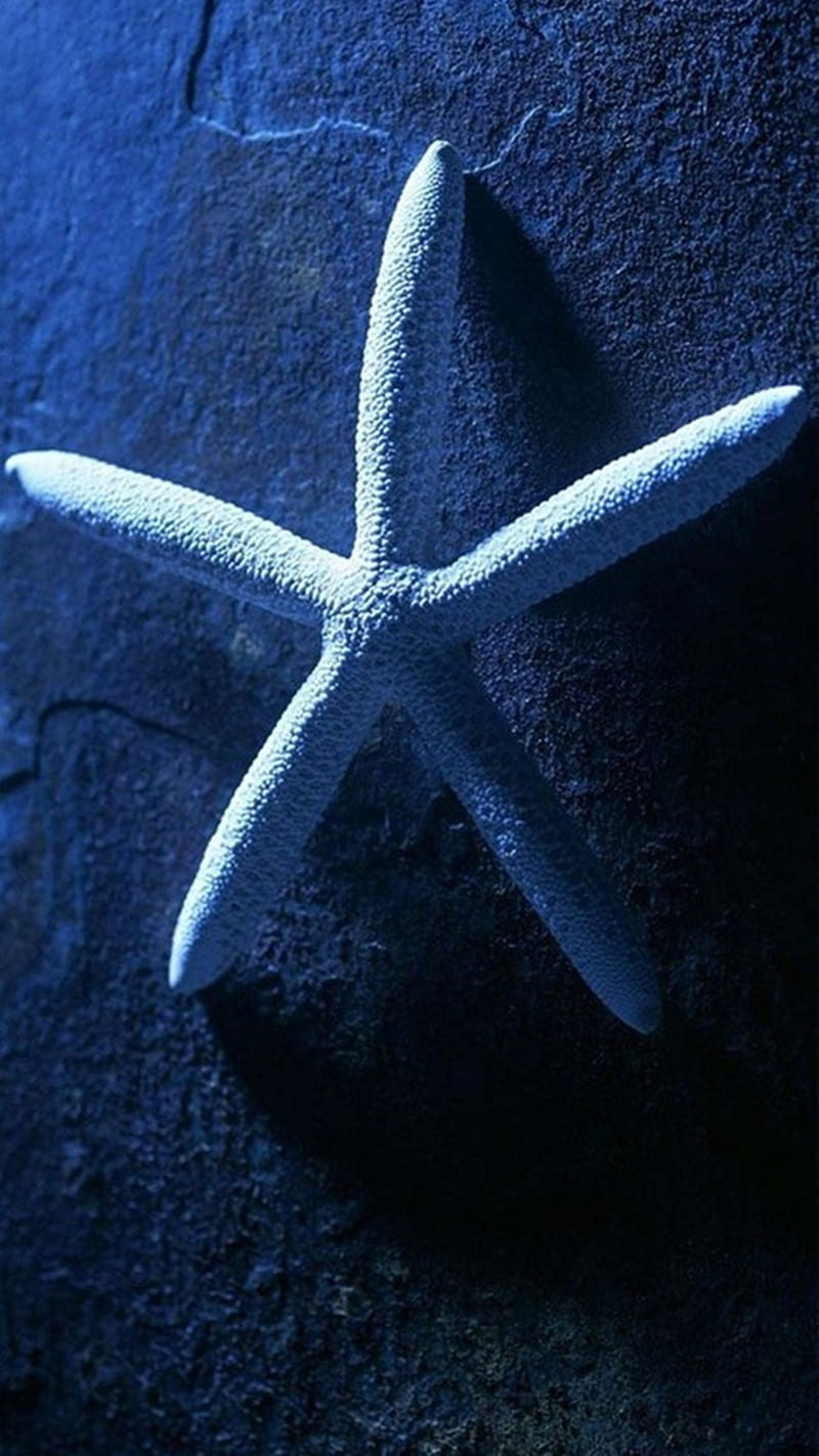 800x1422 StarFish, blue, starfsh, HD phone wallpaper