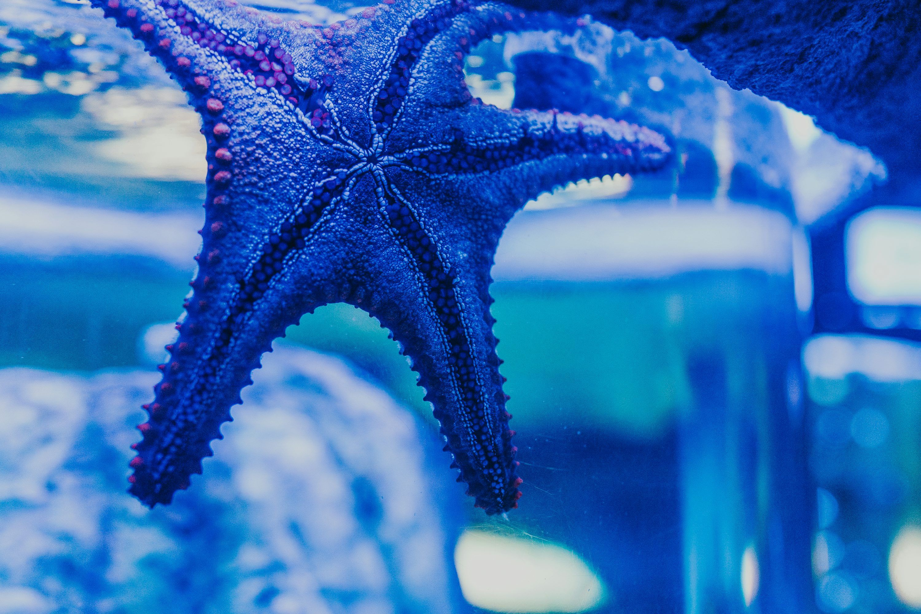 3000x2000 A purple starfish in a blue aquarium