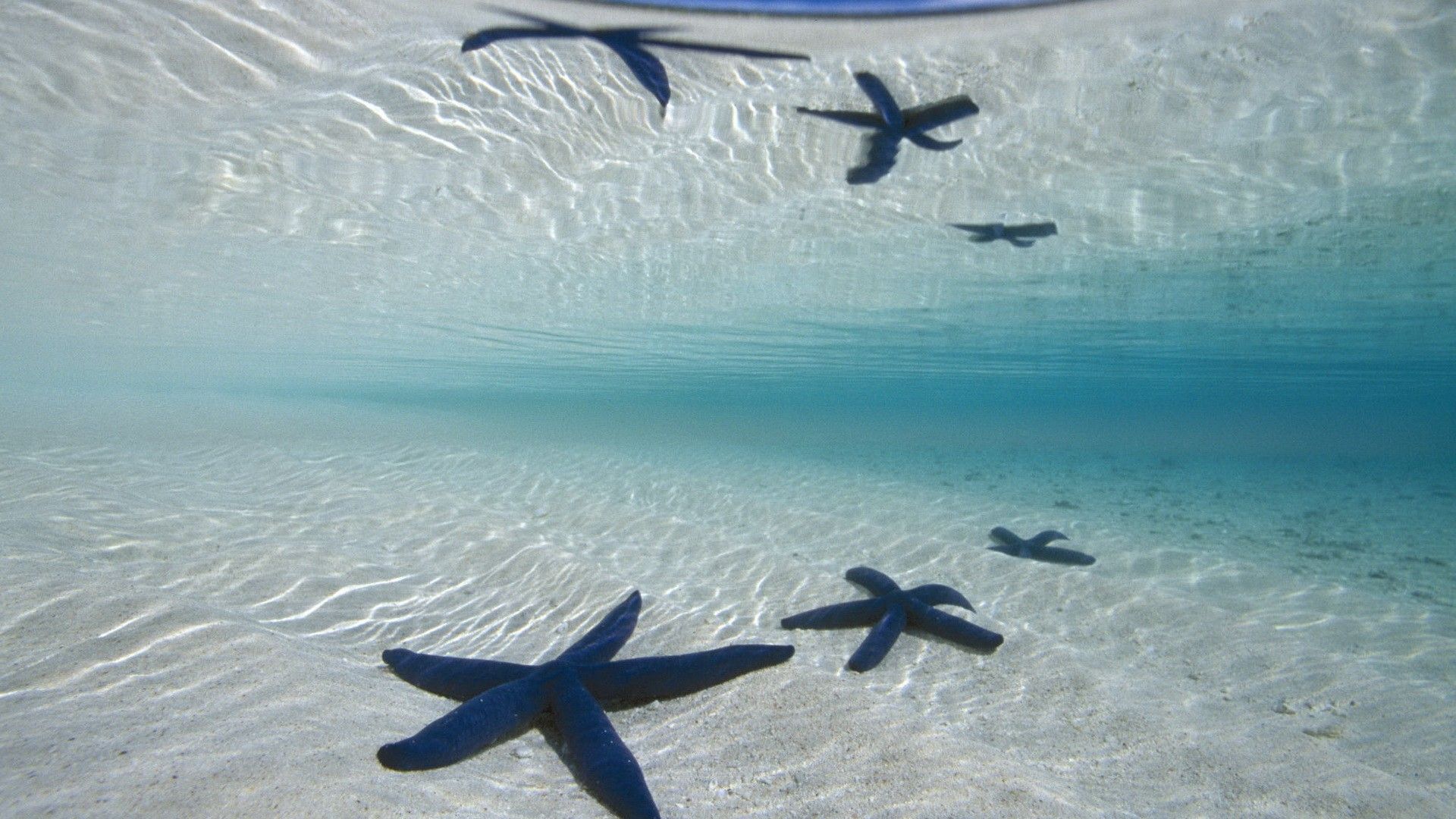 1920x1080 Starlit Seas: HD Starfish Serenity Wallpaperx1080