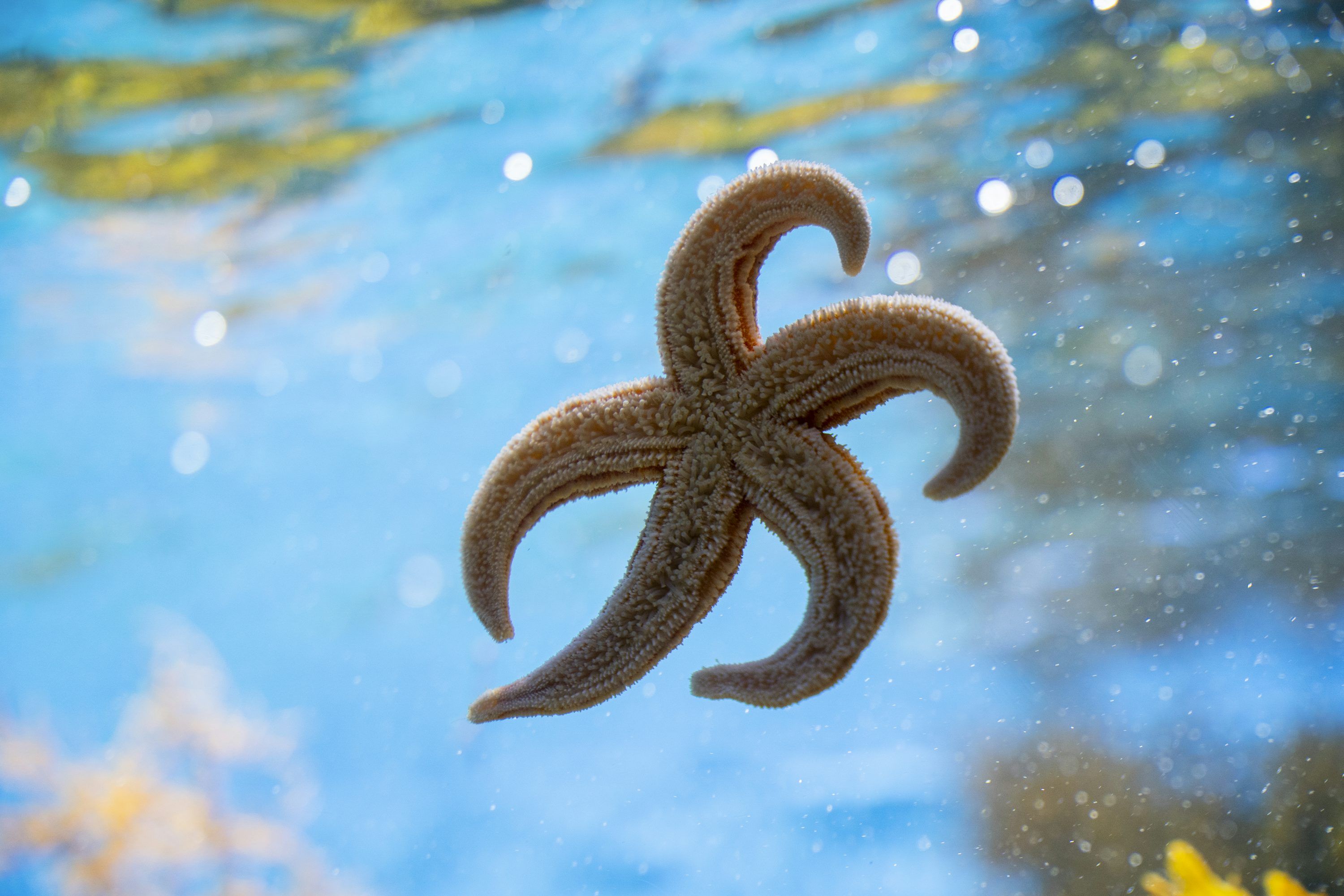3000x2000 Starfish Picture. Download Free Image