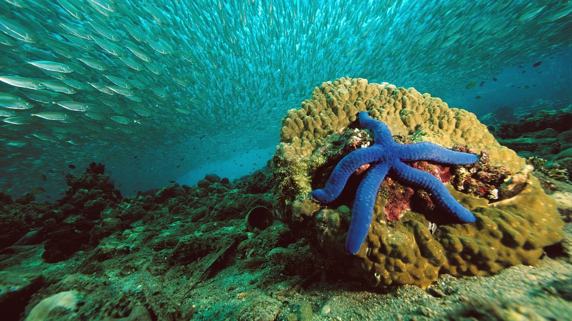 1920x1080 Blue starfish, nature, starfish, sea, water HD wallpaper