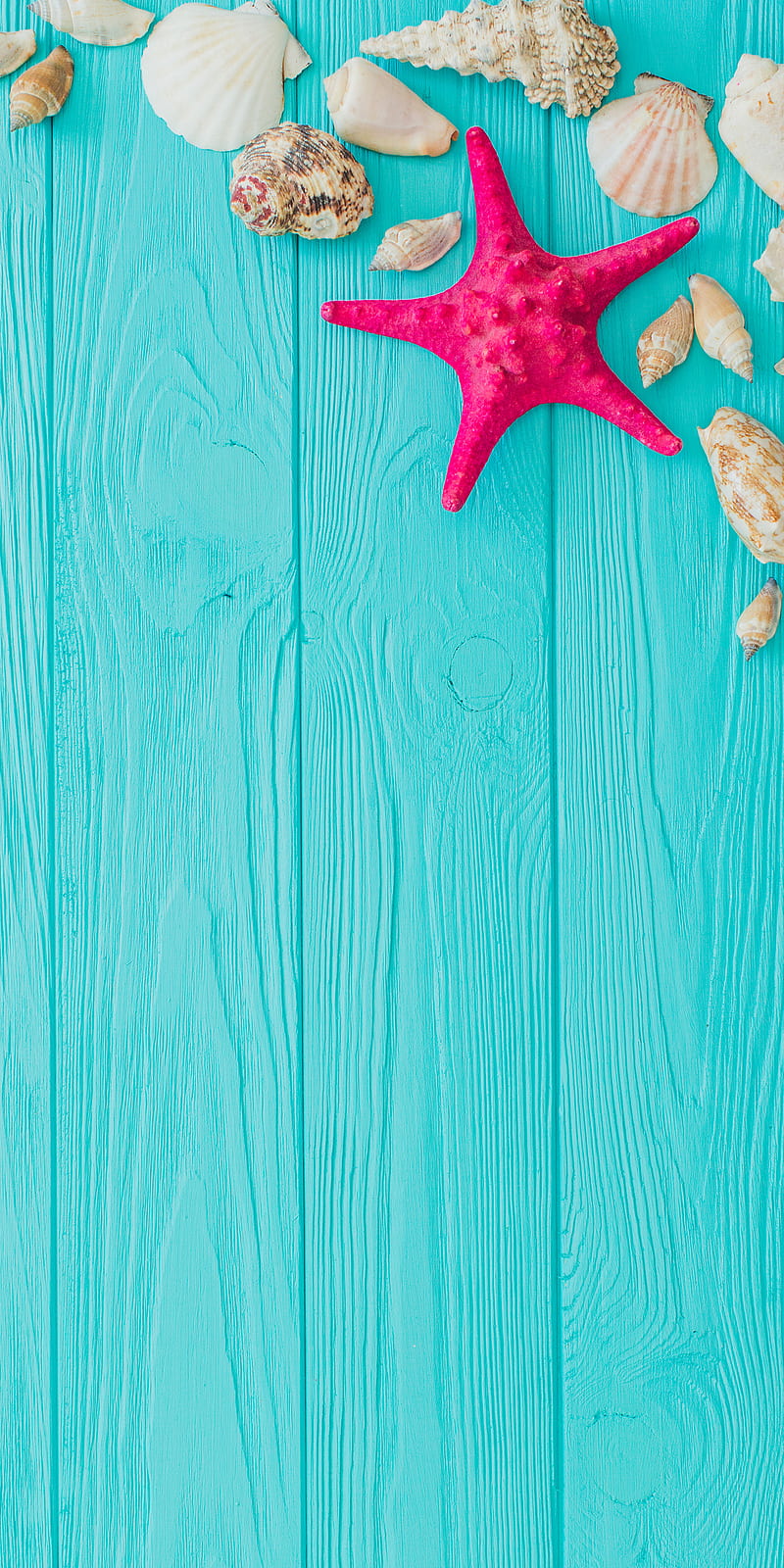 800x1600 Starfish Seashells, blue, HD phone wallpaper