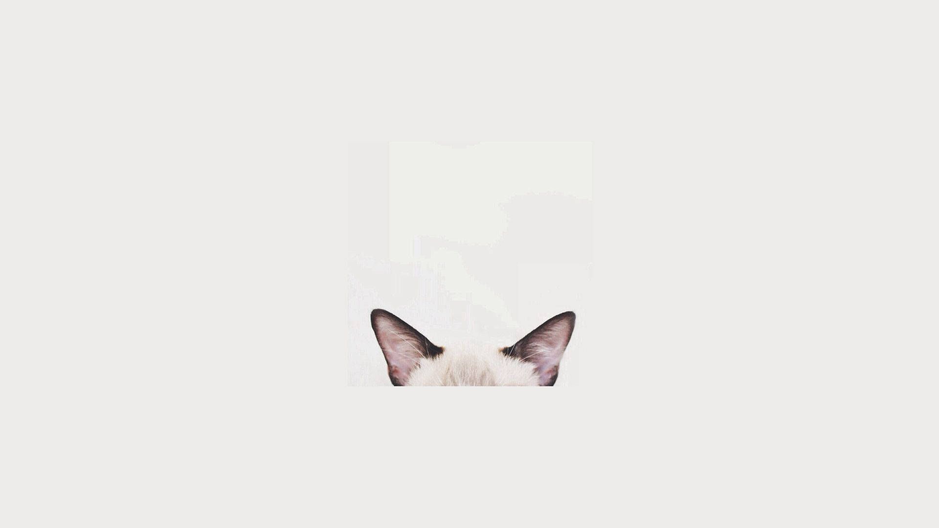 1920x1080 Download Cat Computer Ears Wallpaper
