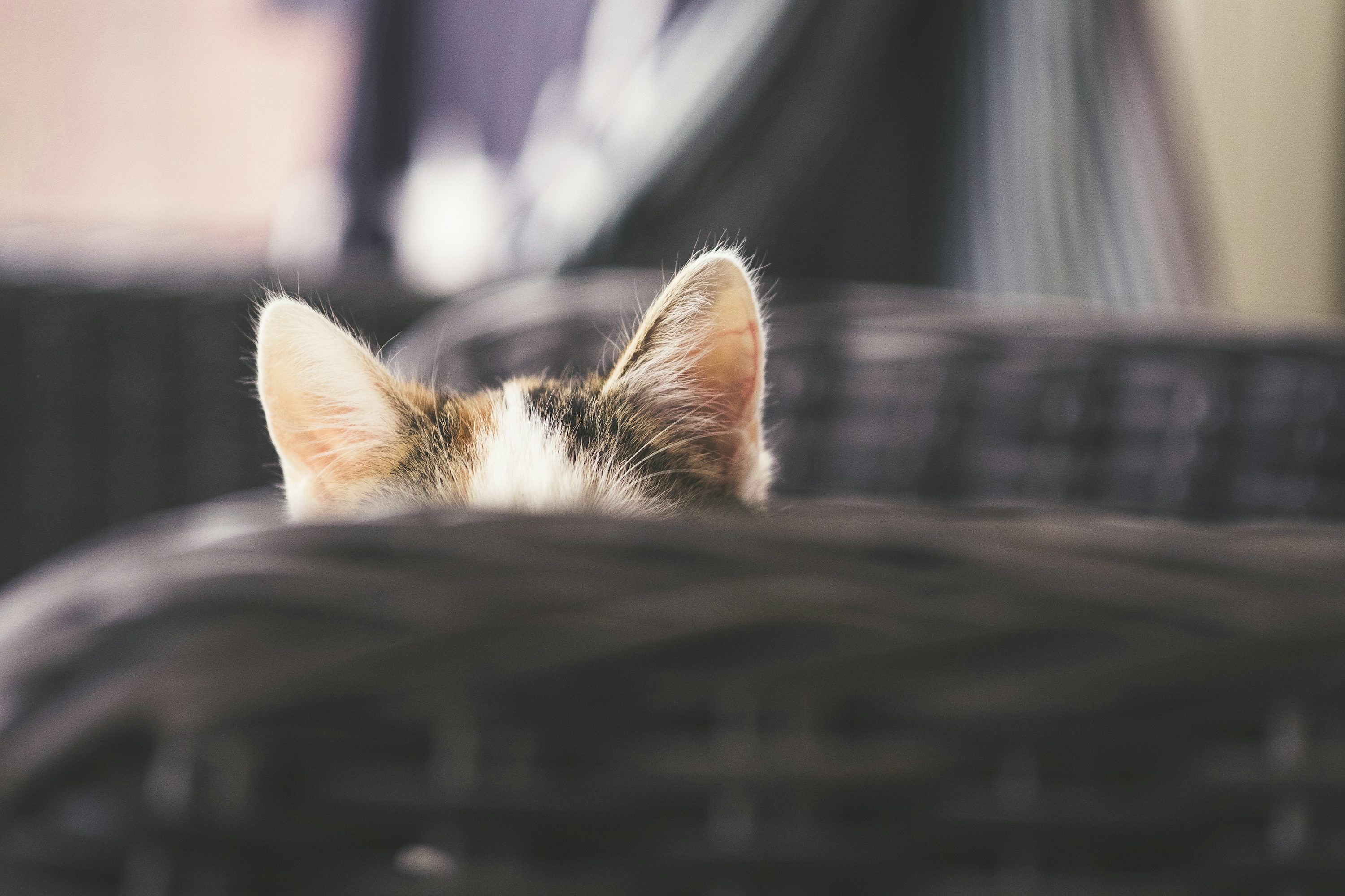 3000x2000 Cat Ears Picture. Download Free Image