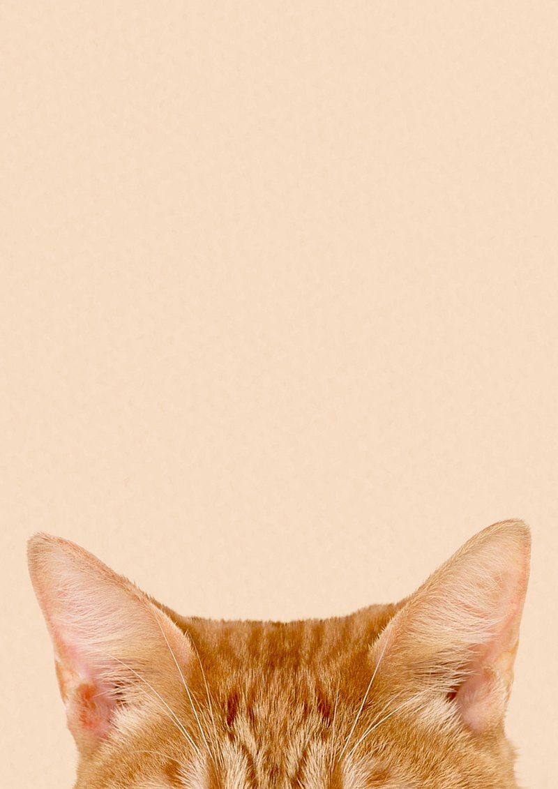 800x1131 Ginger cat ears border iPhone