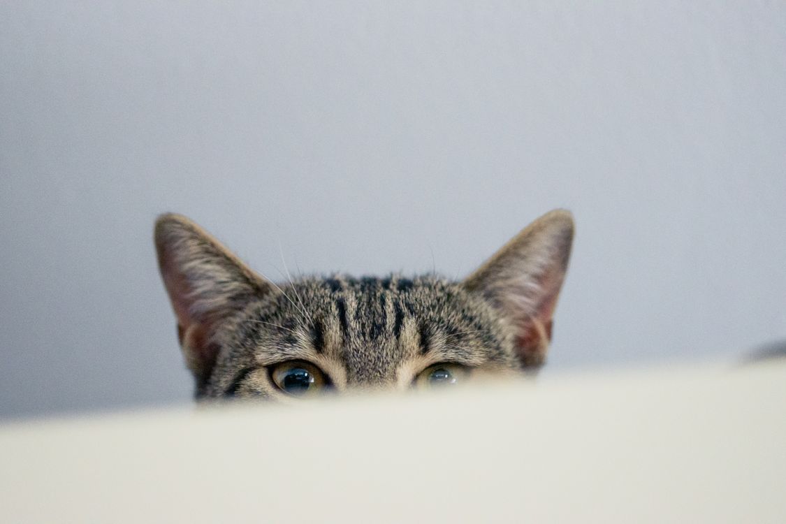 1125x750 Close up of Cat Ears and Head · Free