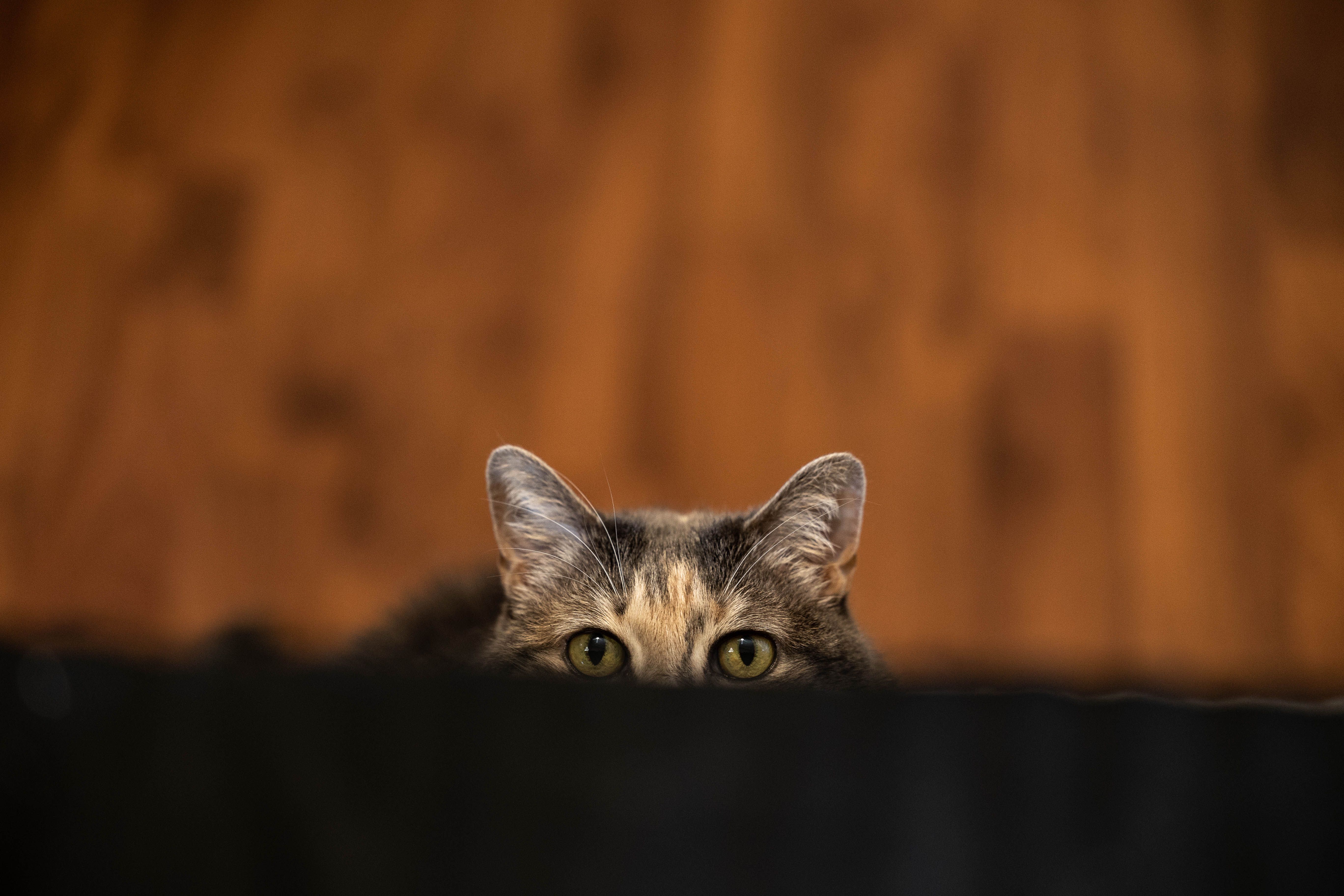 5472x3648 Close up of Cat Ears and Head · Free