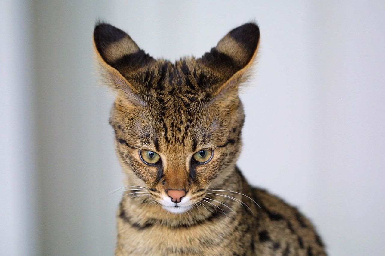 1280x853 What Are The Warning Signs Of Ear Mites In Cats?. A to Z Veterinary Clinic