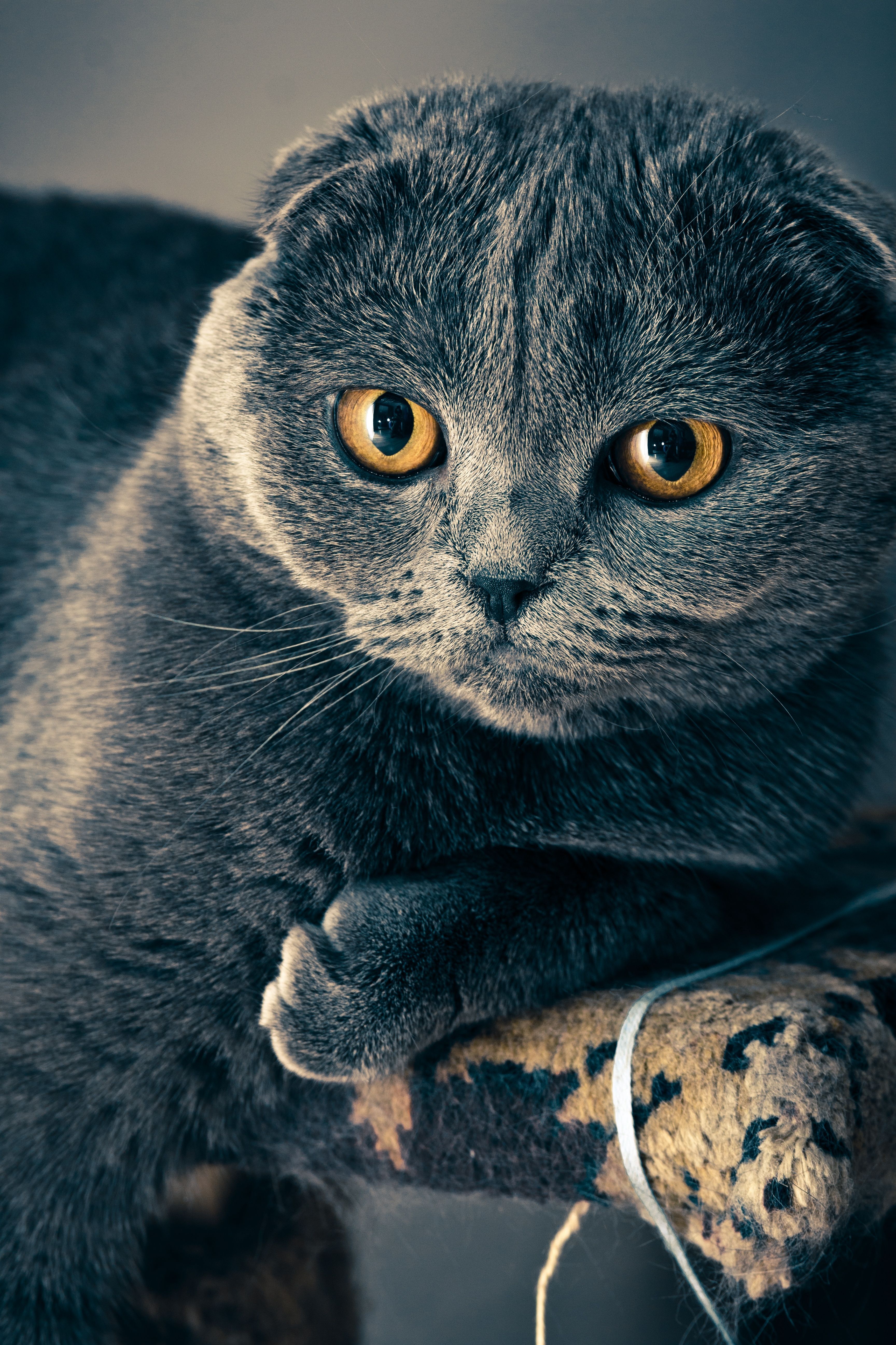 3456x5184 Black Short Coated Cat on Table · Free