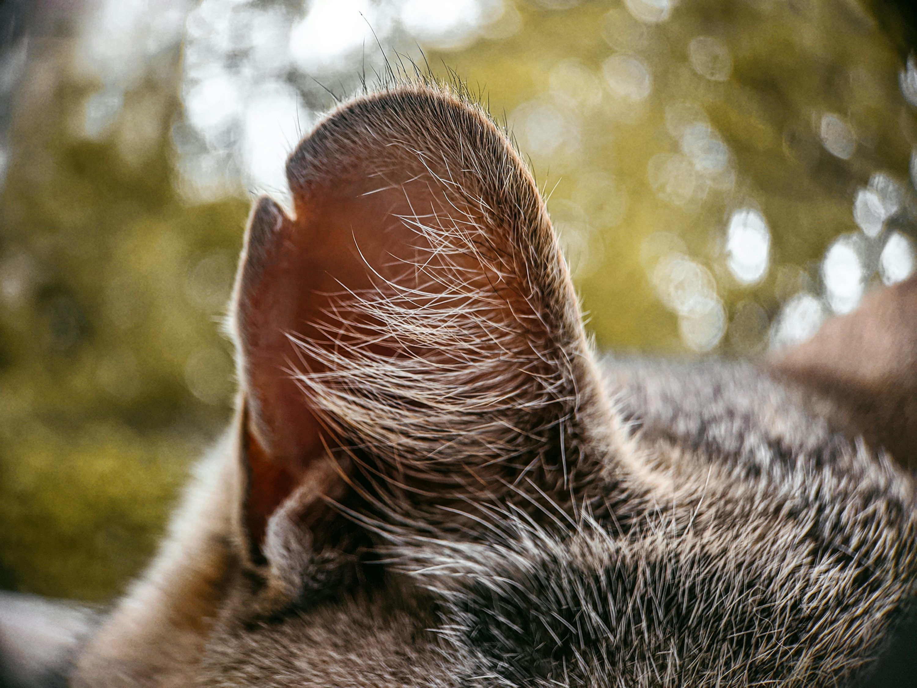 3000x2250 Cat Ear Picture. Download Free Image