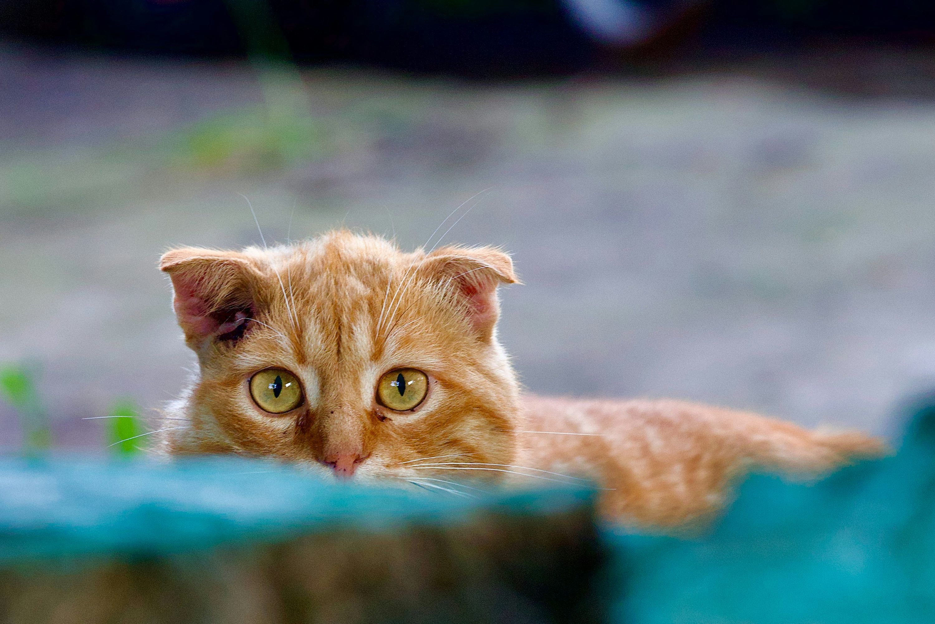 3000x2003 Orange cat with folded ears peeking over a fence