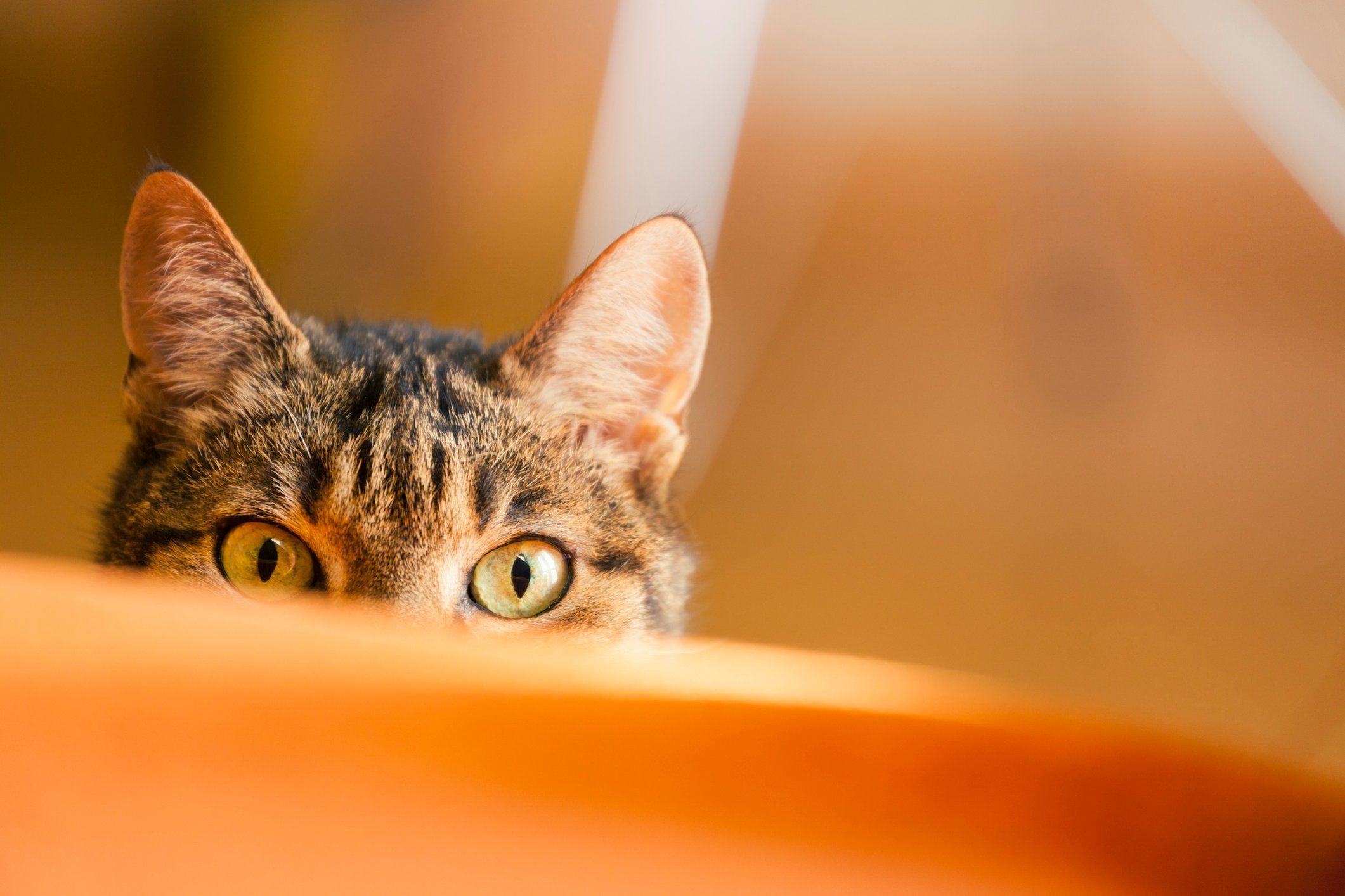 2121x1414 Watch Your Cat's Ears to Clue into Their #Mood