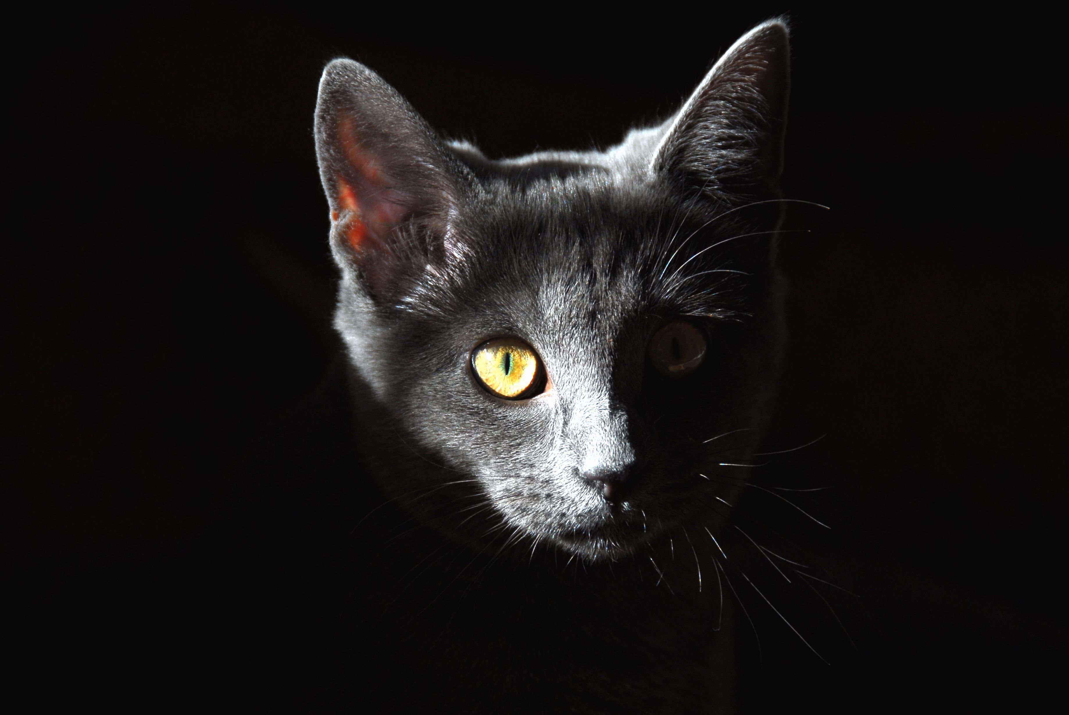 3678x2462 Free picture: cat, eyes, kitten, ears