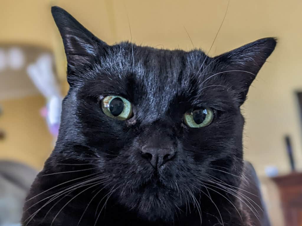 1024x768 What Kind of Ears Do Cats Have?