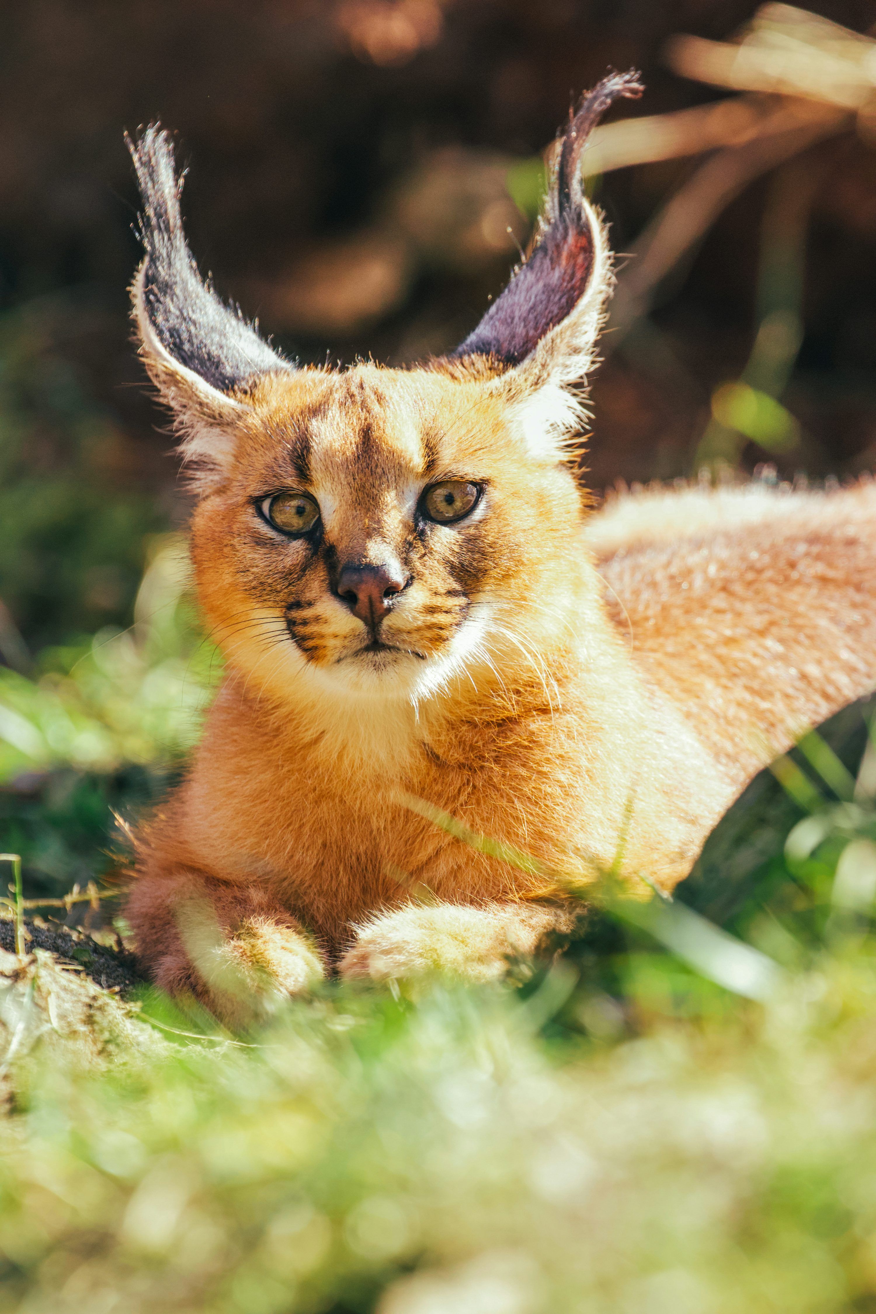 3000x4500 A caracal with distinctive tufted ears lies in grass