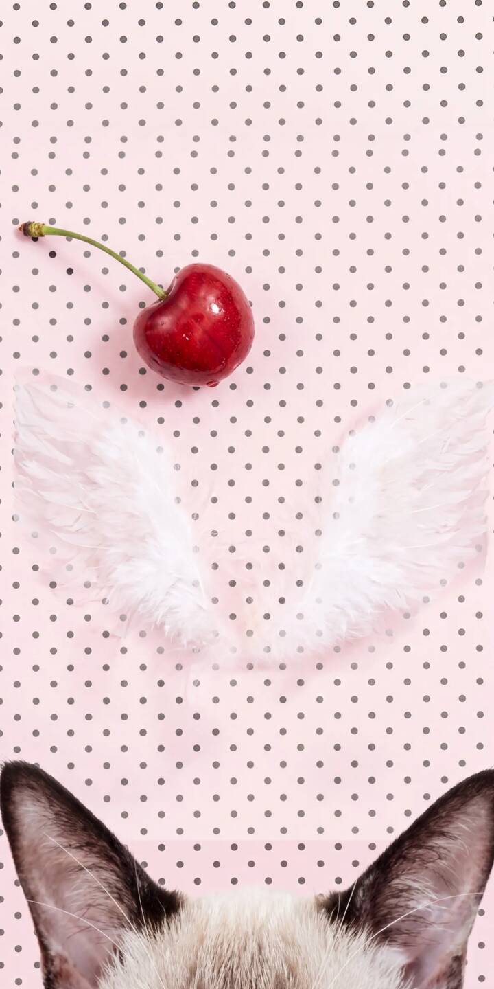 720x1440 Cherry Whimsy Cat Wallpaper