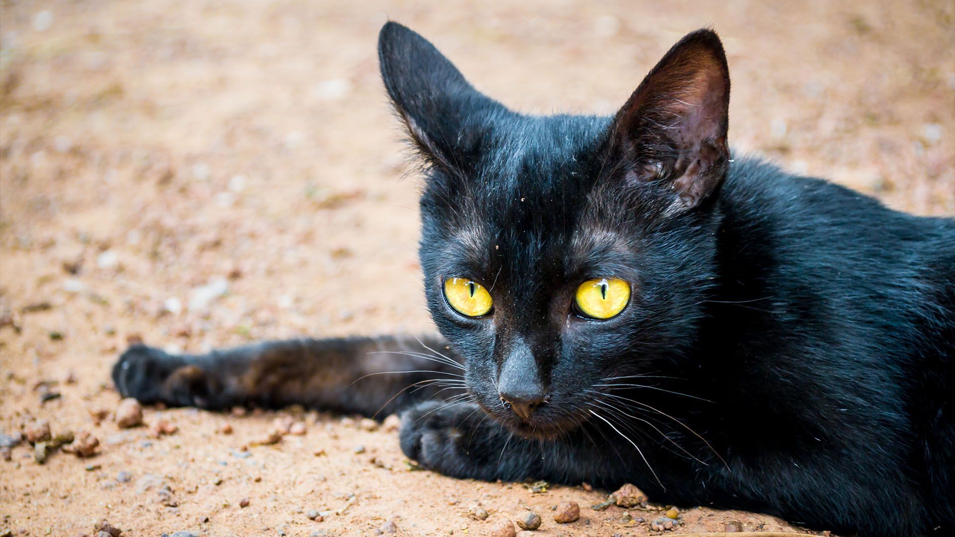 1920x1080 Why do cats have bald spots in front of their ears?