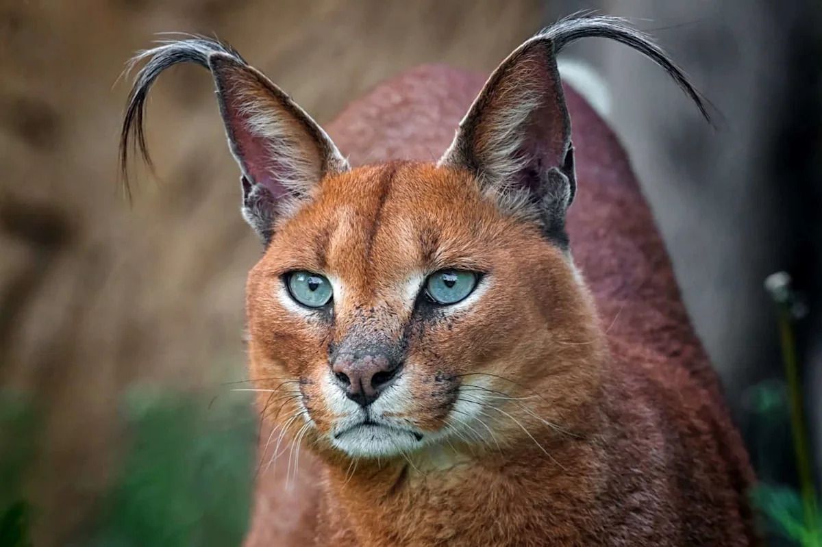 1200x799 This Wild Cat's Ears Move Like Nothing Else on Earth