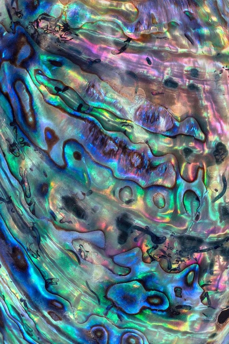 736x1104 Abalone Background ✨