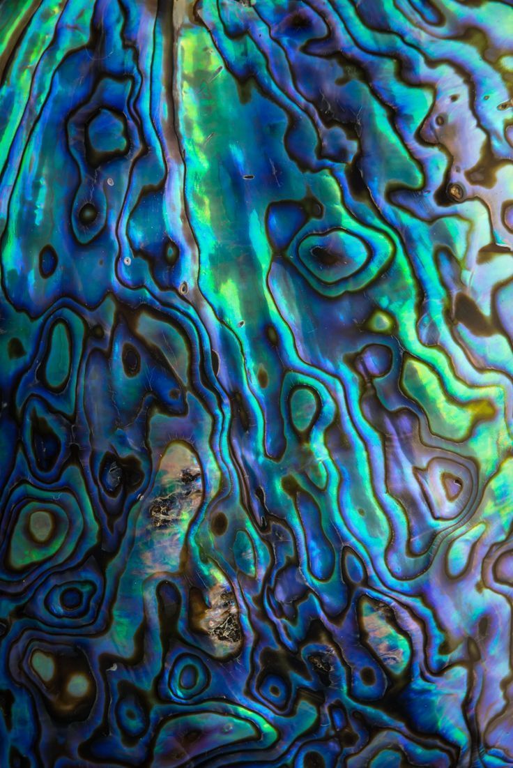 736x1101 abalone shell texture