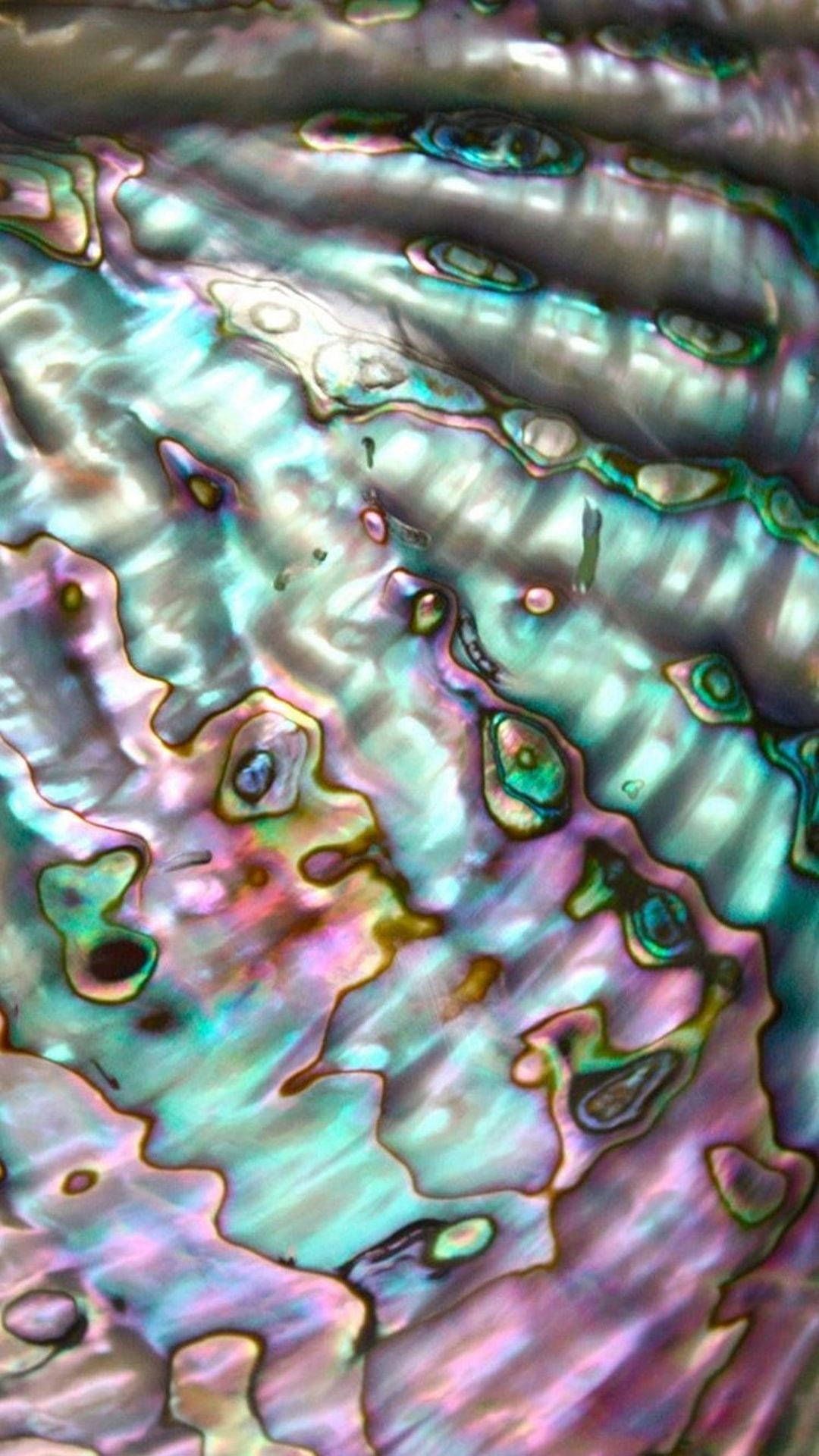 1080x1920 Abalone Wallpaper