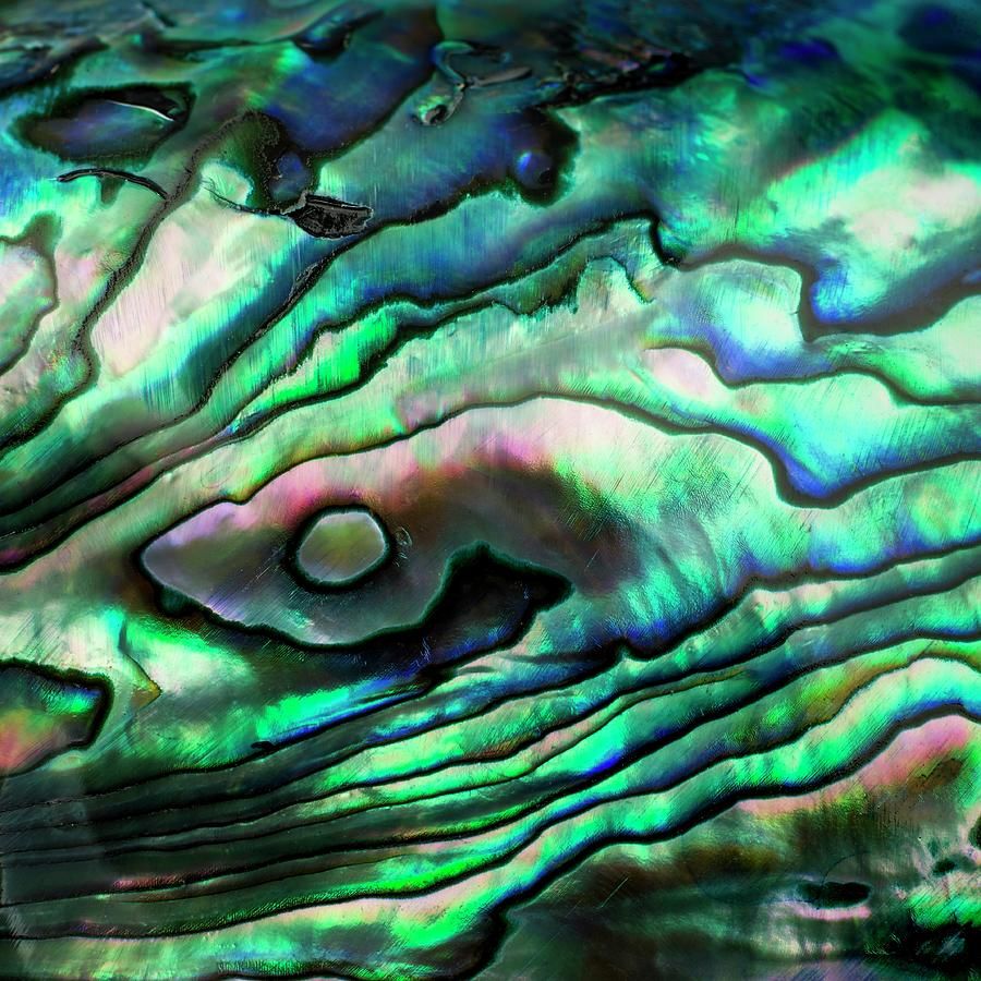 900x900 Abalone Shell Photograph by Science Photo Library