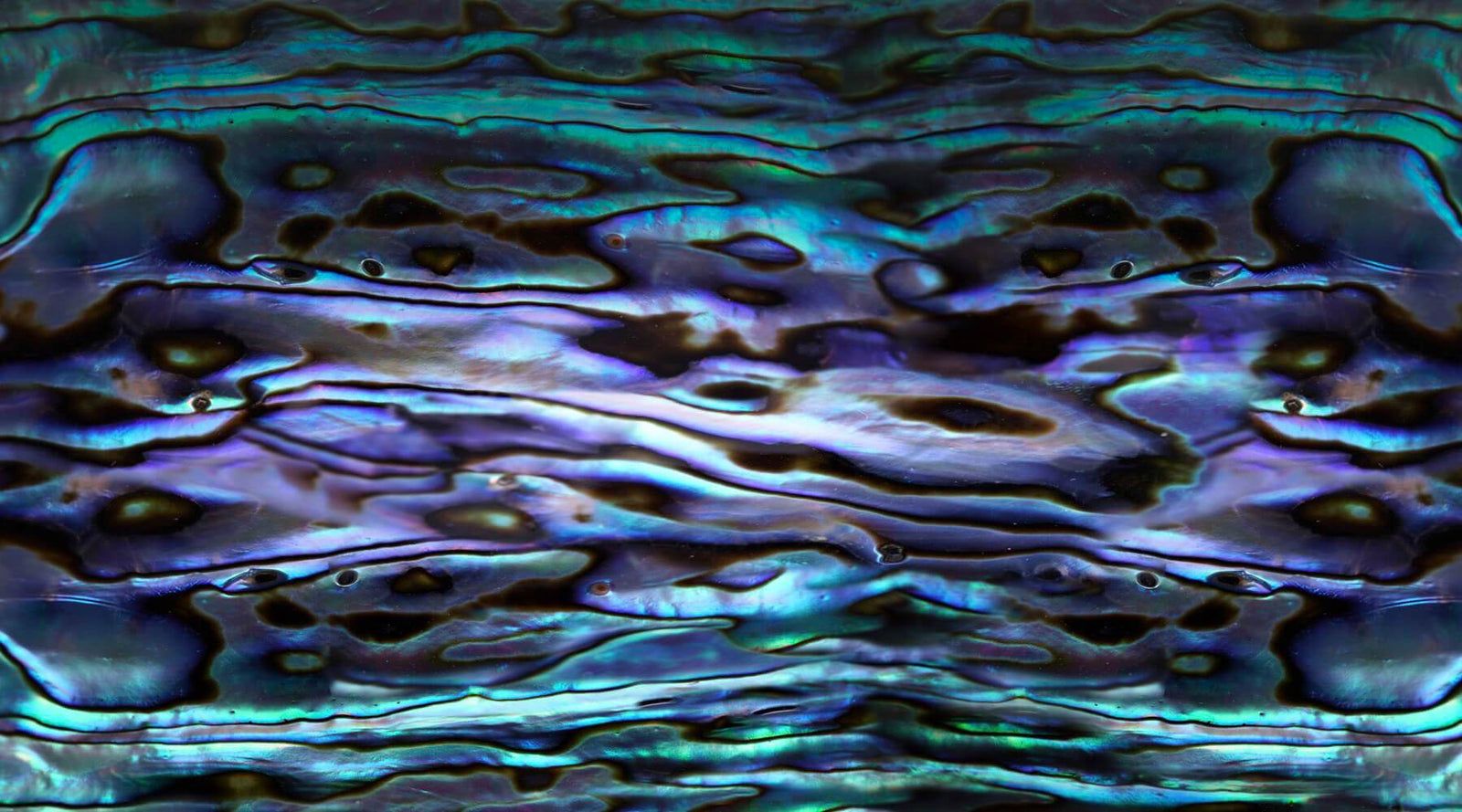 1600x889 Abalone Inspired Sustainable Swimwear & Activewear