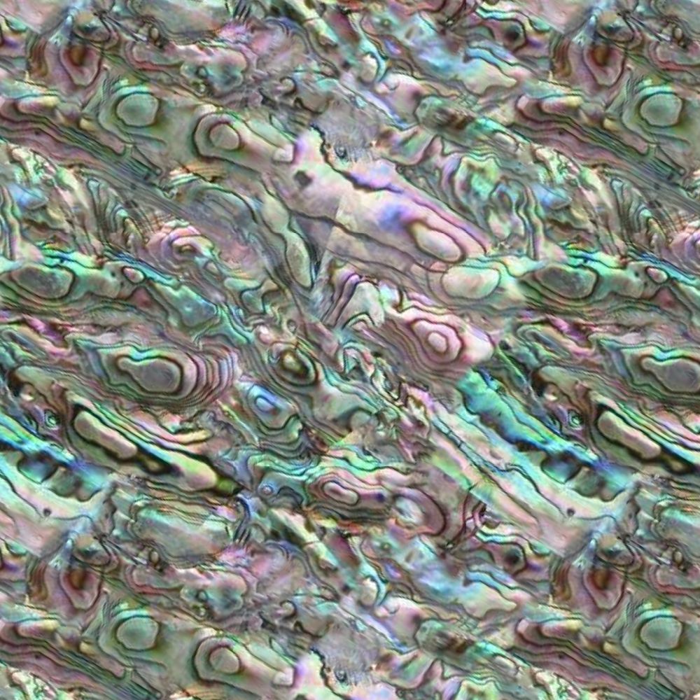 1000x1000 Abalone 26