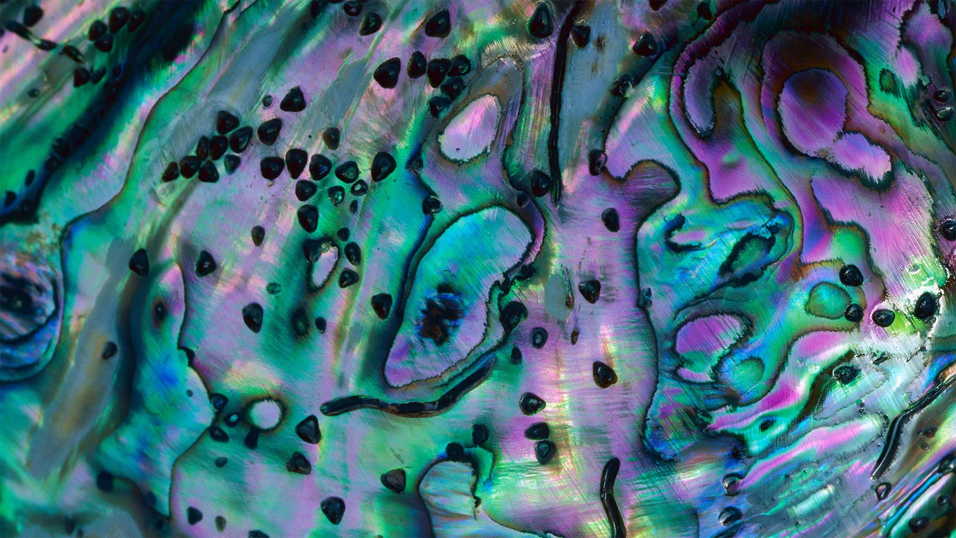 1920x1080 Abalone Wallpaper
