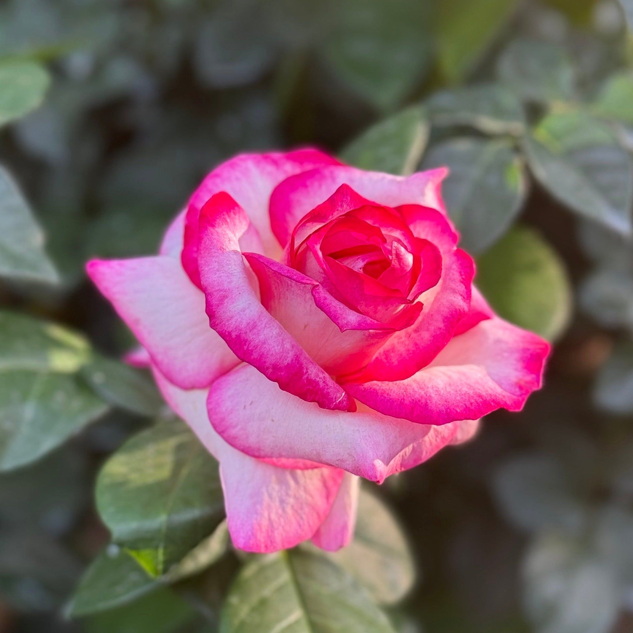 2089x2089 Miss Congeniality™ Potted Tree Rose Gallon 36Potted Tree Rose
