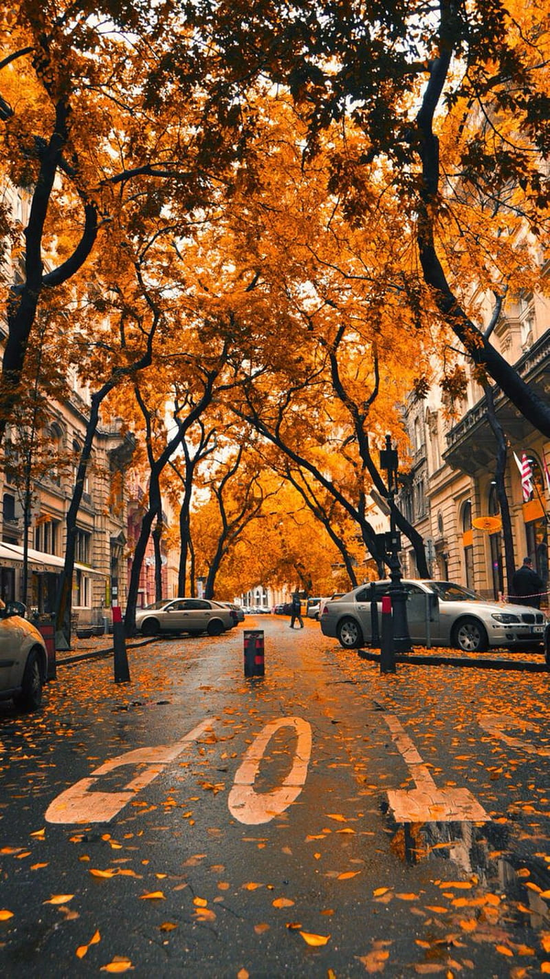 800x1423 Czech october, cezch vibes sound, fall, serene, town, HD phone wallpaper