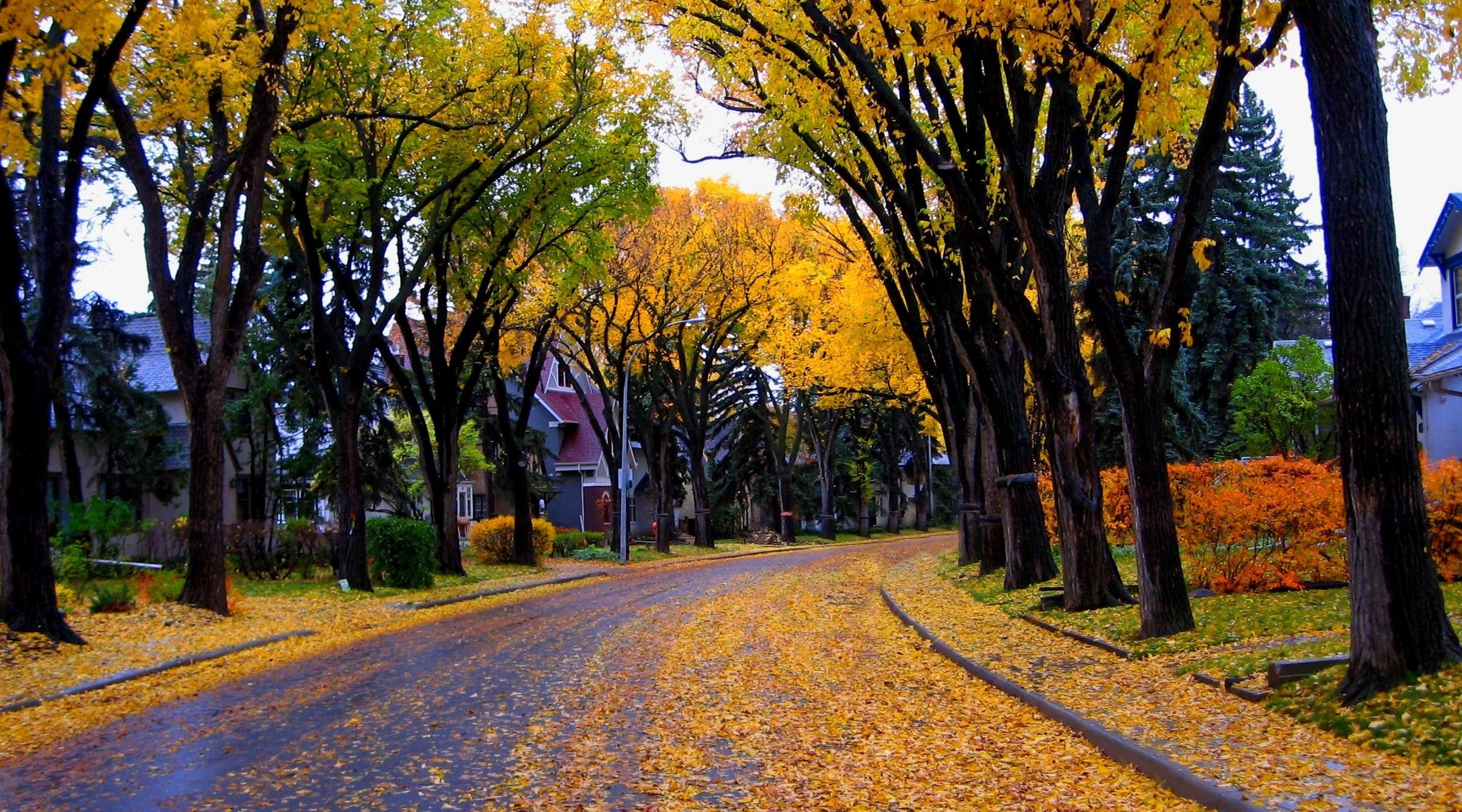 2412x1340 Desktop wallpaper: Street, House, Man Made, Fall, Tree 4K free download for PC. 742216