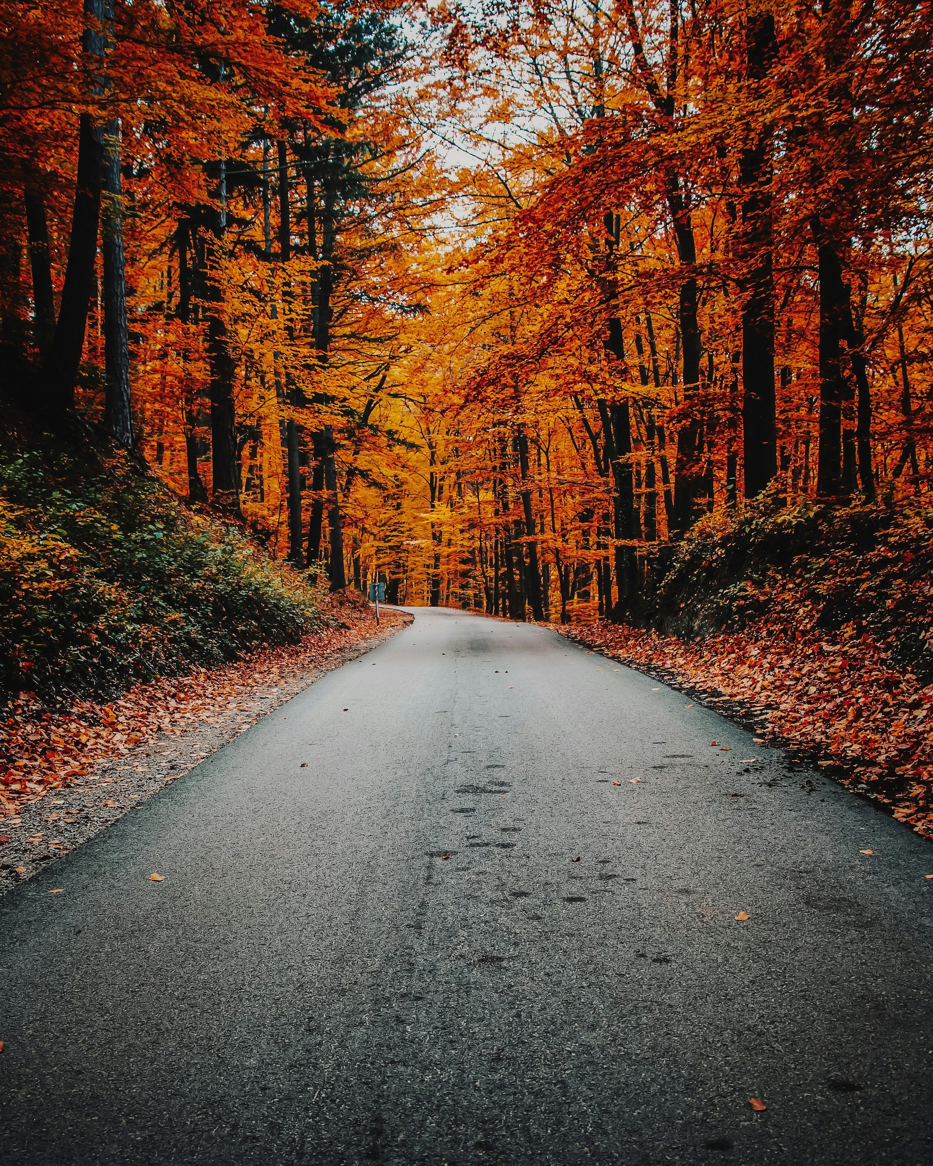 3000x3749 Autumn Road Picture. Download Free Image