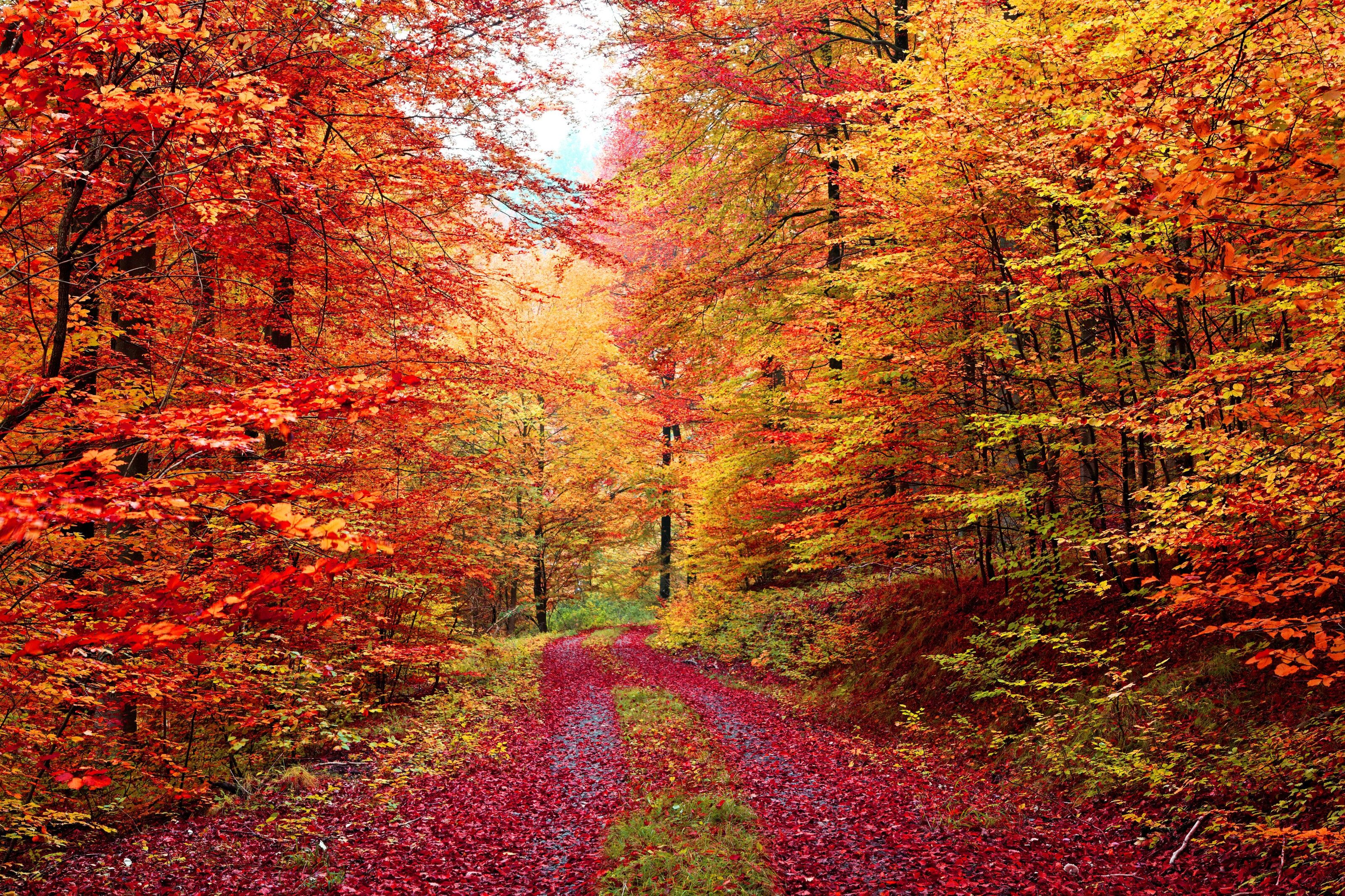 3200x2133 Colorful Autumn Forest Road Wall Mural