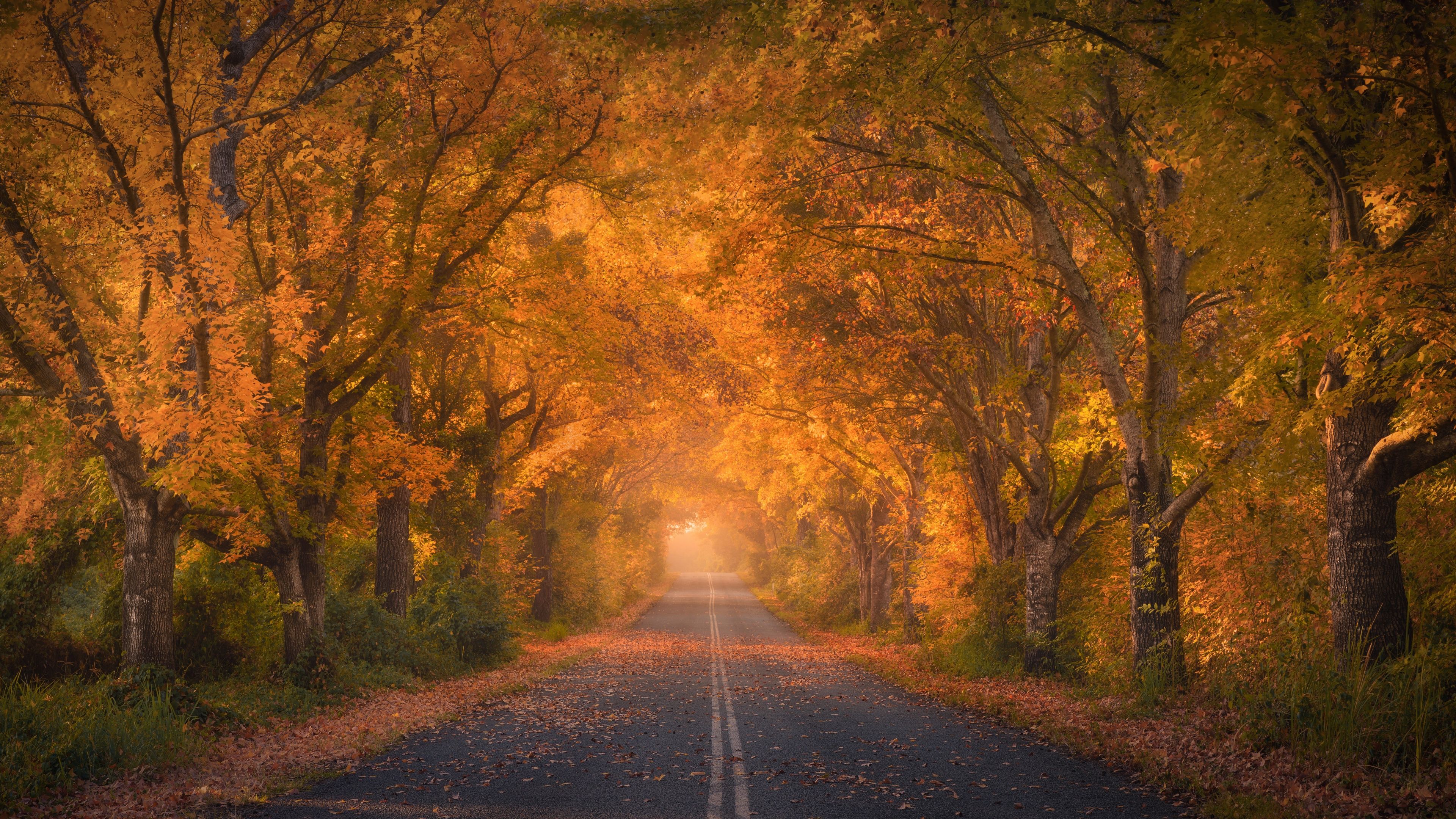 3840x2160 Autumn trees Wallpaper 4K, Road, Autumn colors, Fall Foliage