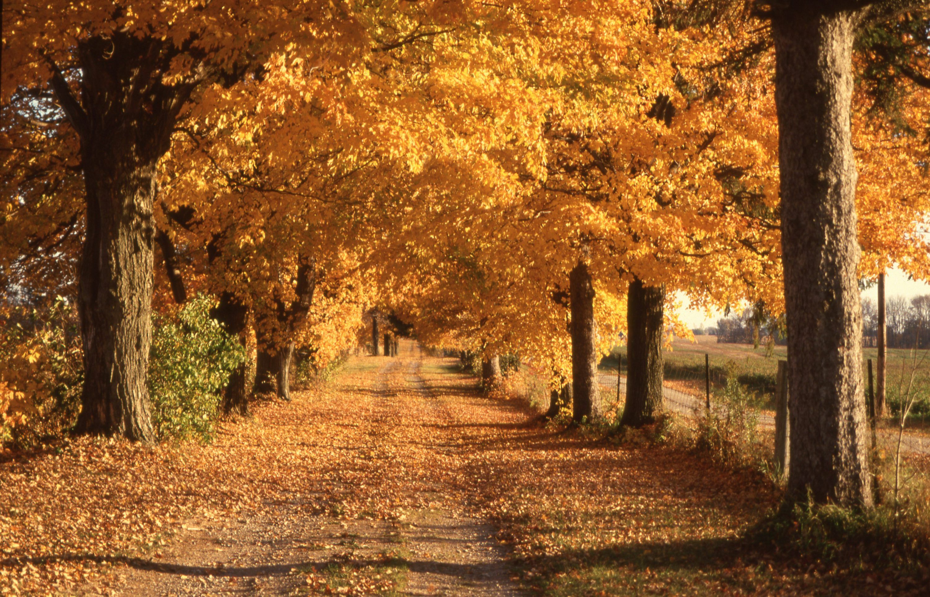 3000x1925 Autumn Road Picture. Download Free Image