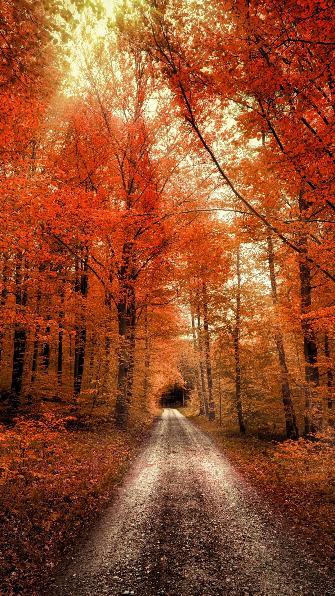 1080x1920 Autumn Forest Wallpaper 4K, Passage, Dirt road, Seasons