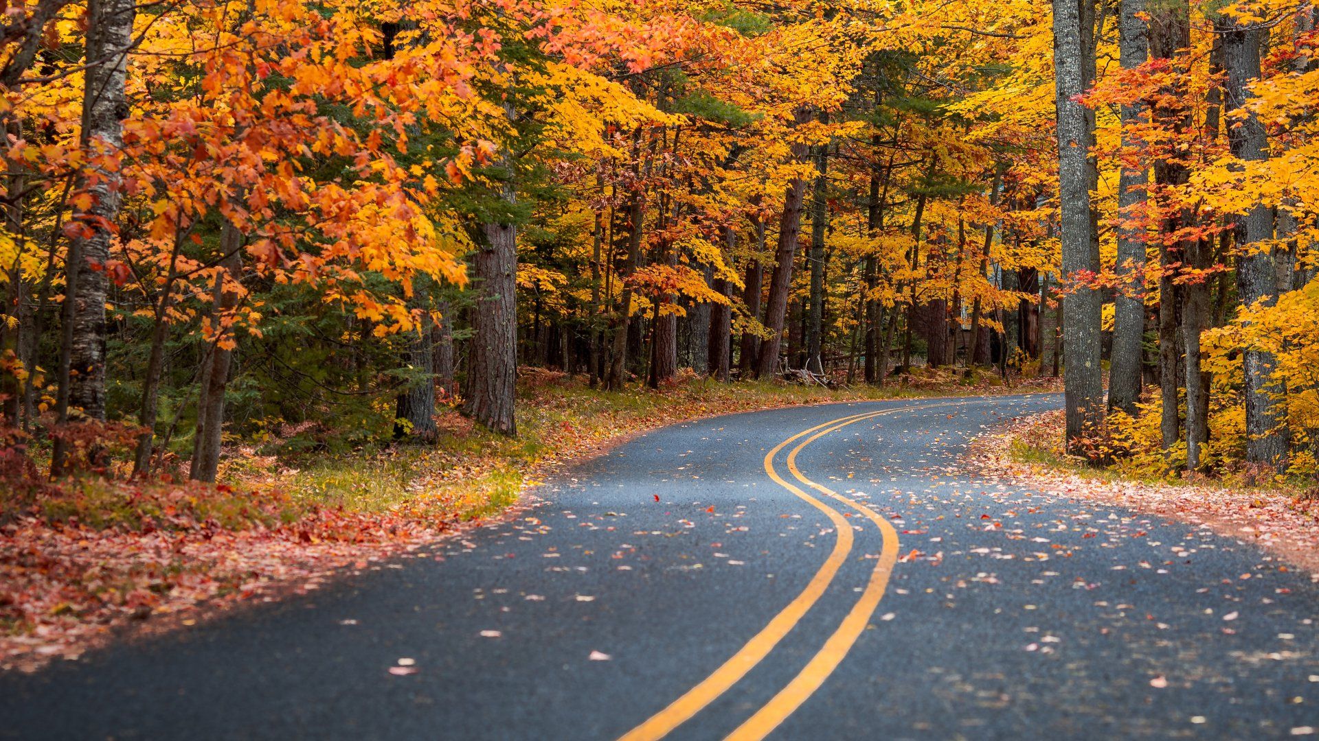 1920x1080 4K Ultra HD Autumn Road: Crisp Fall Drive Through Vibrant Man Made Pathwaysx2160