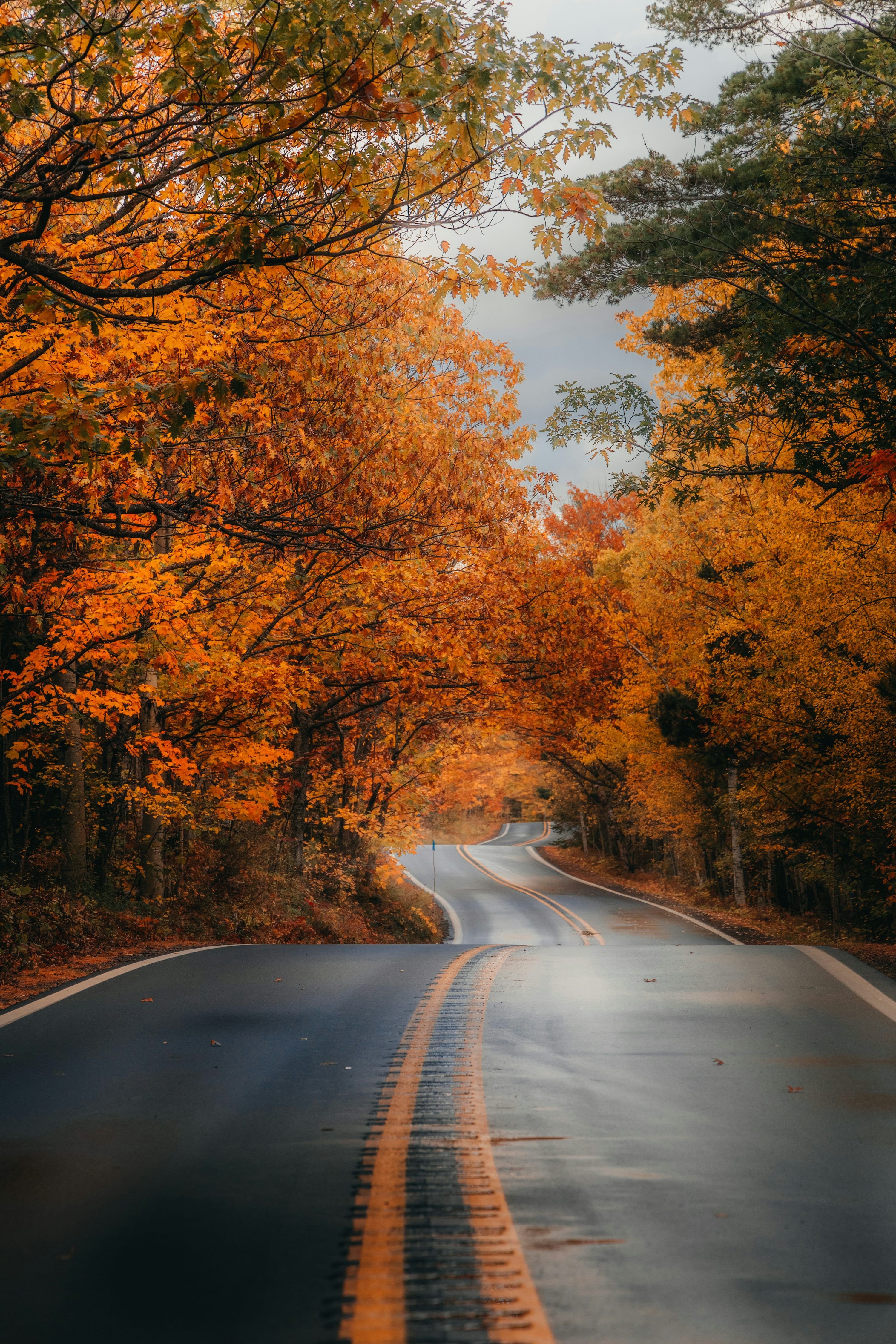 3000x4500 Autumn Road Picture. Download Free Image